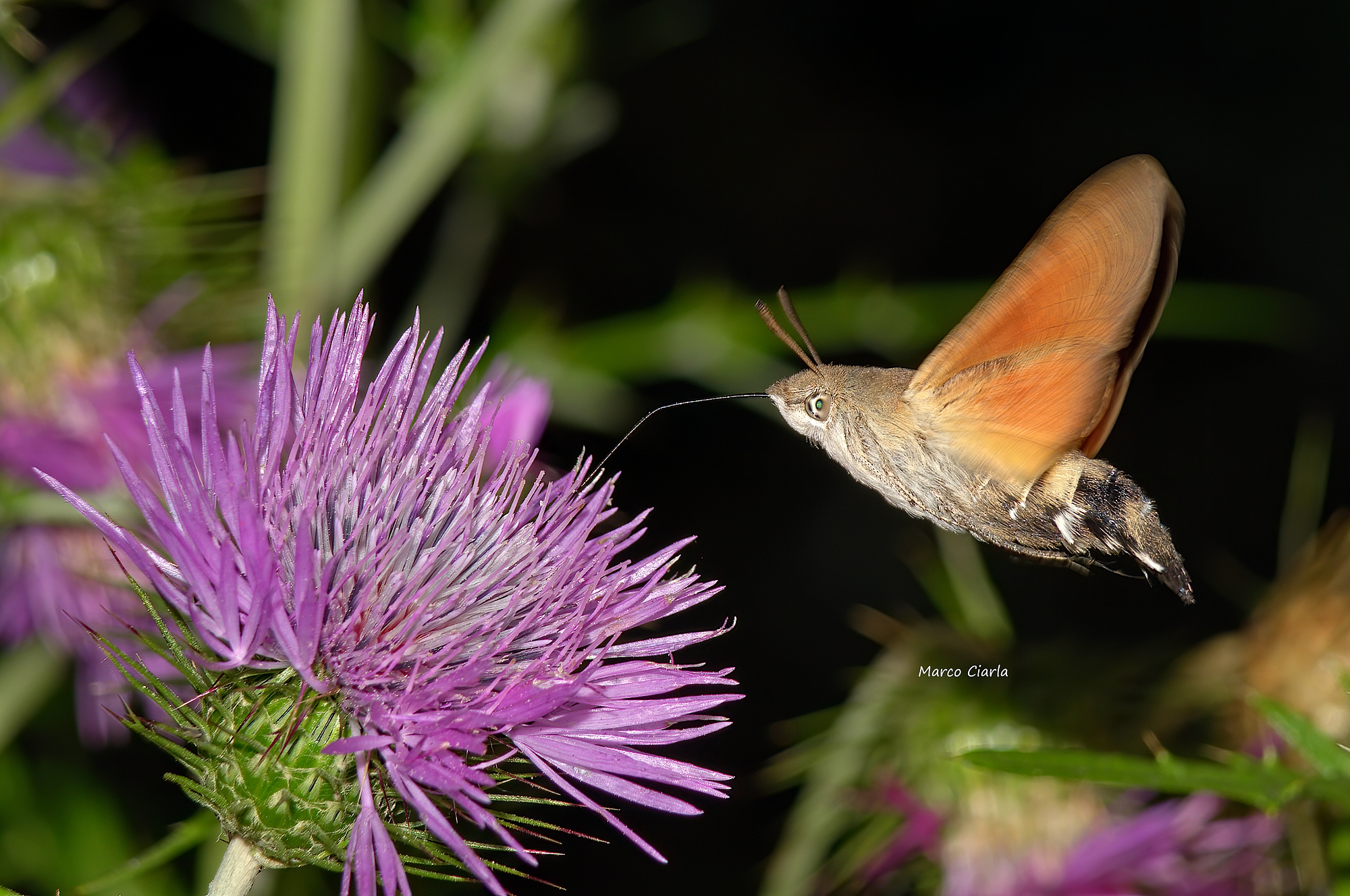 sfinge colibrì (Macroglossum stellatarum)
