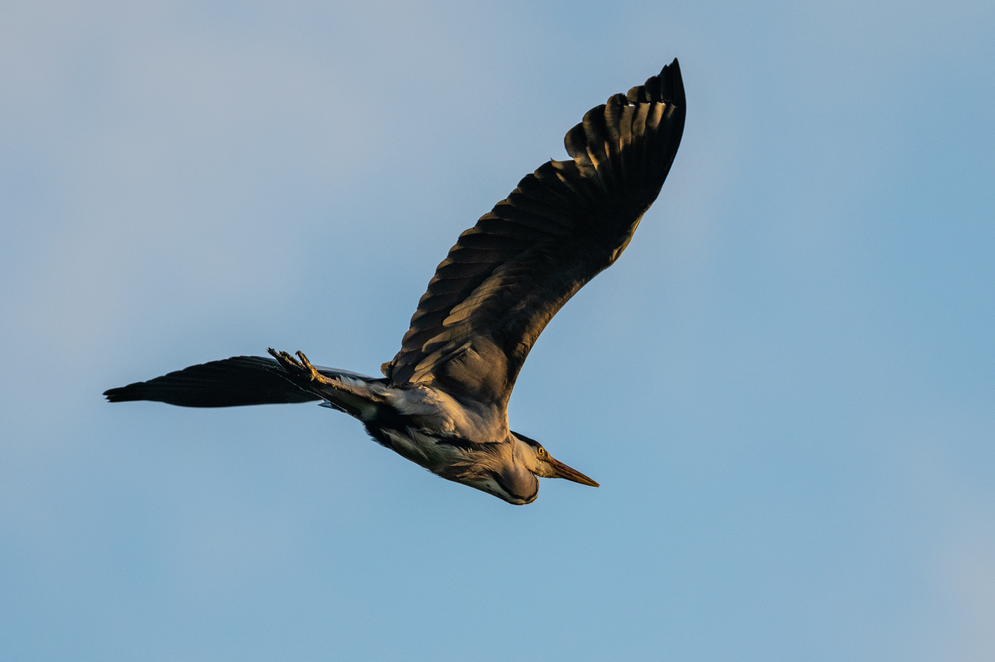 Great blue heron