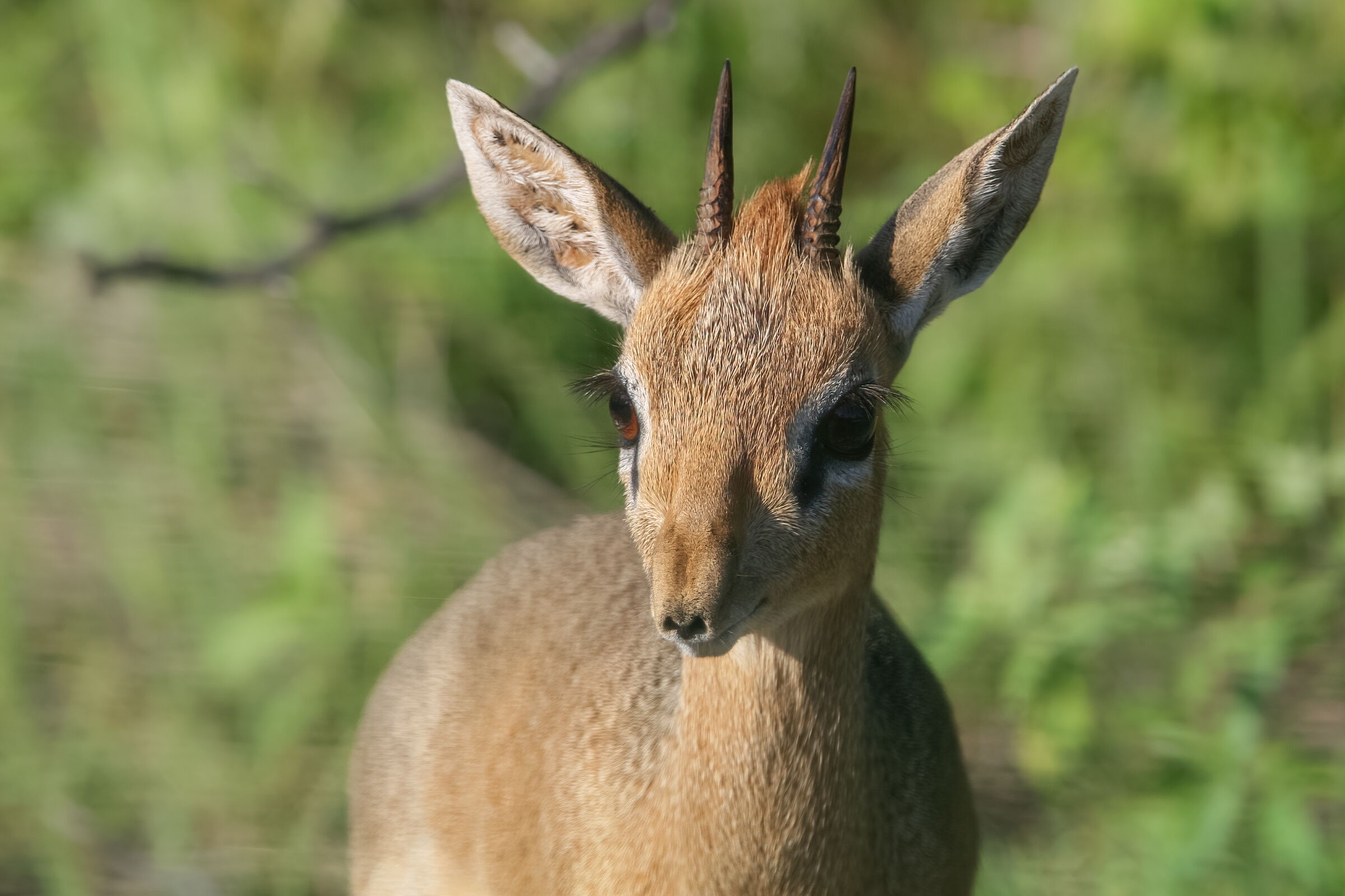 damara dik-dik