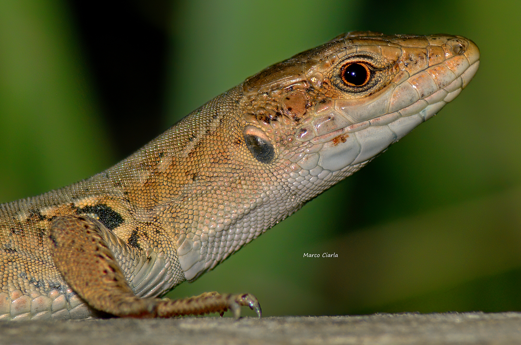 Lucertola vivipara (Zootoca vivipara )