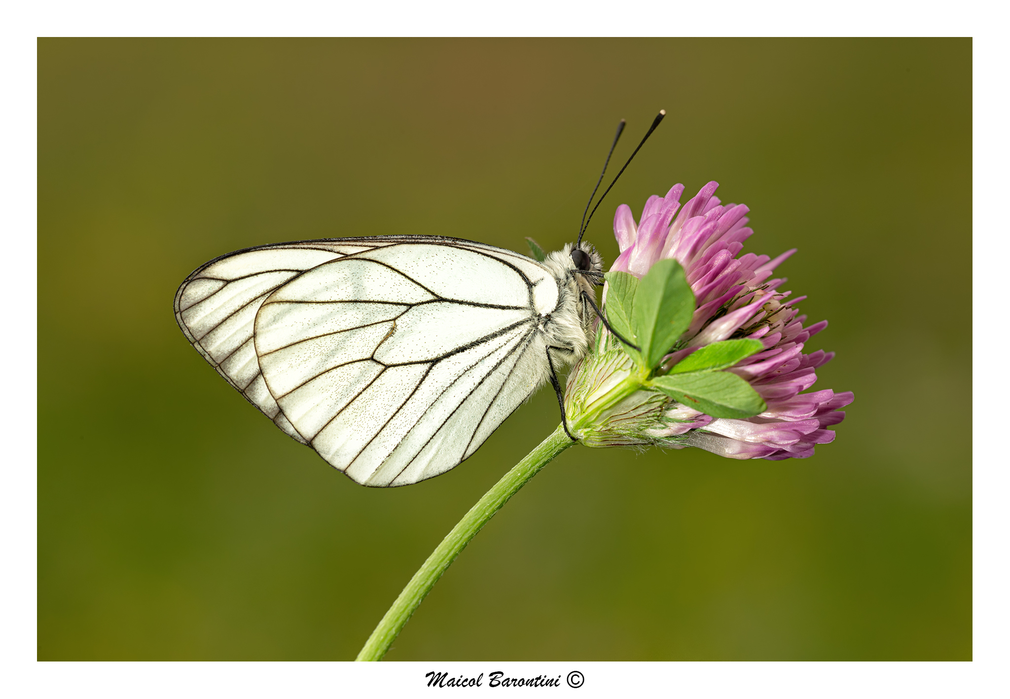 Aporia crataegi