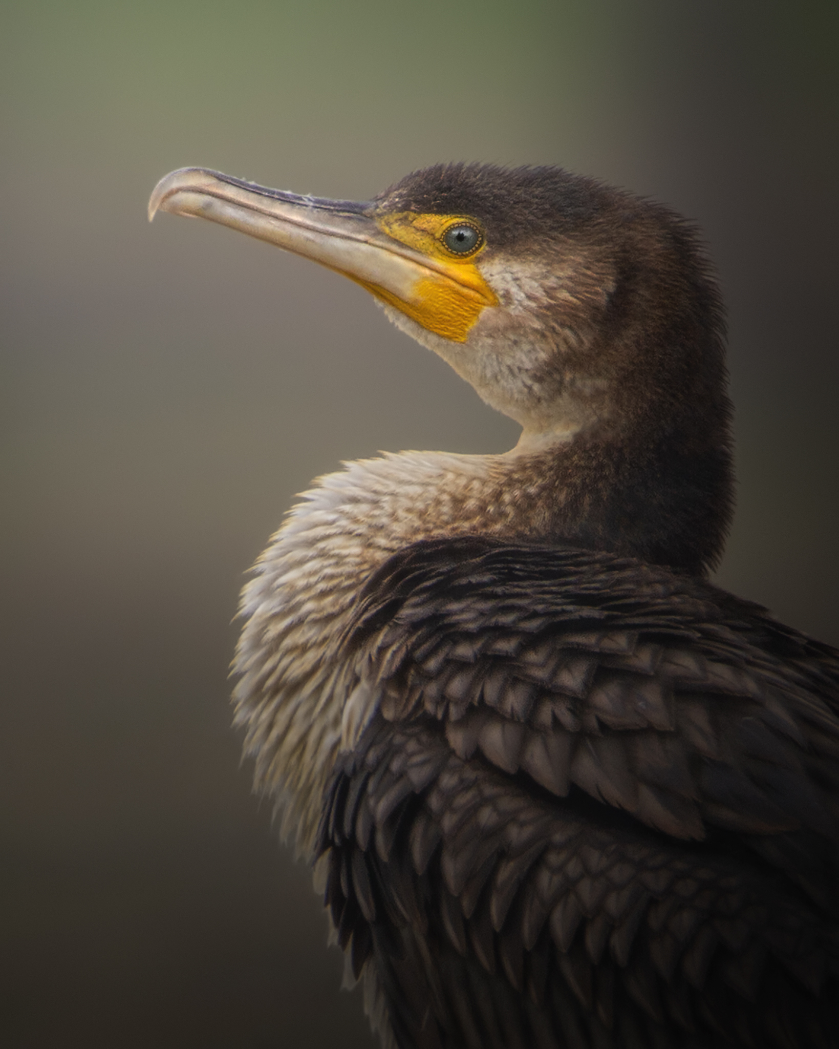 Profile of a Cormoran