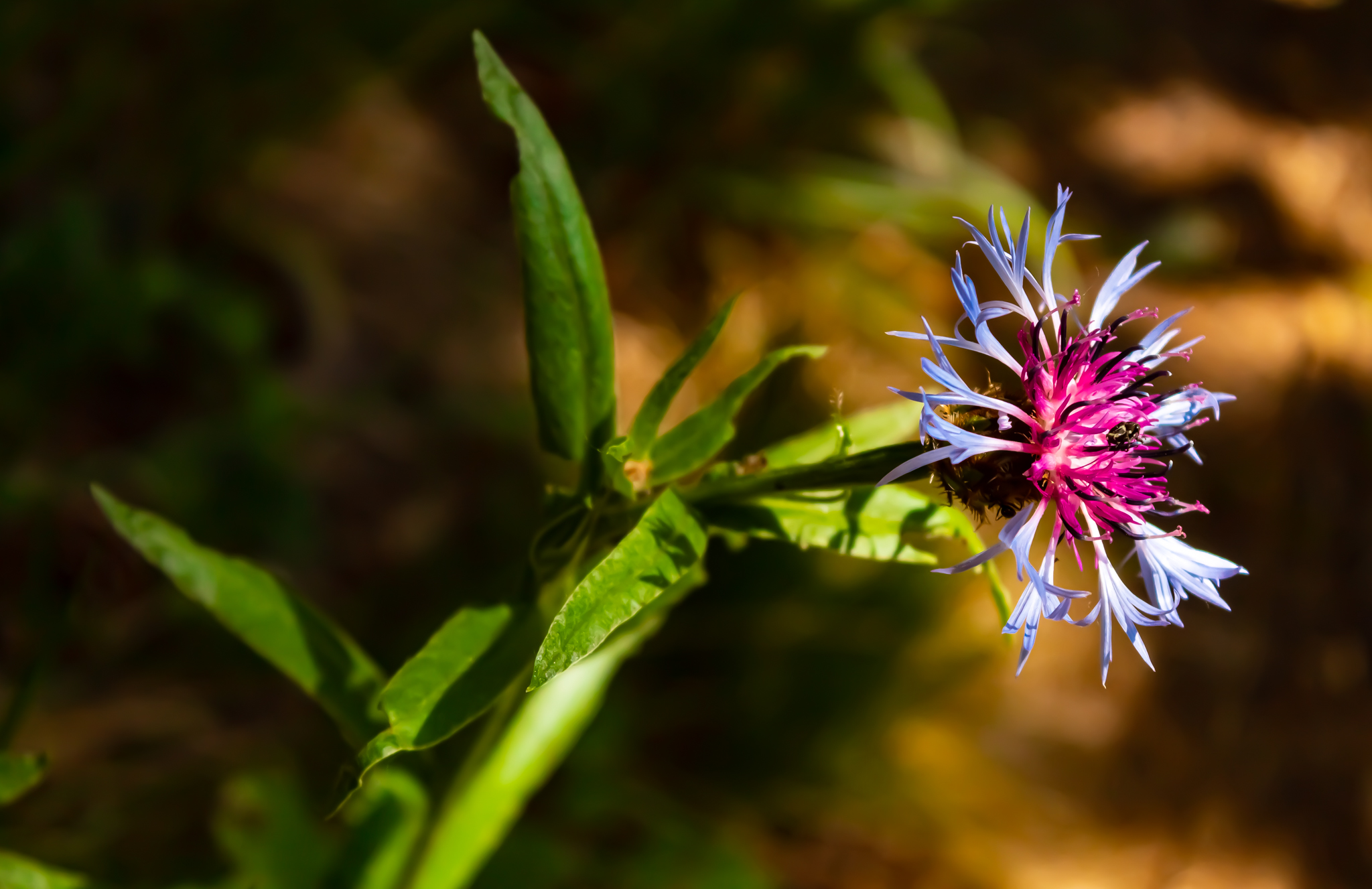 Canon Eos 4000d, ISO 200, 55mm, f/5,6, 1/800 sec