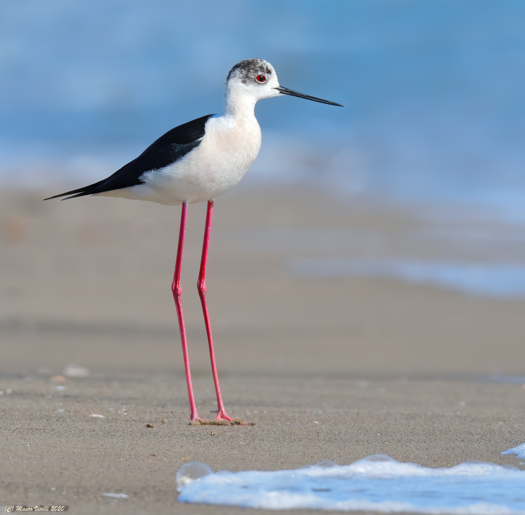 The Knight at the Sea (Himantopus himantopus)