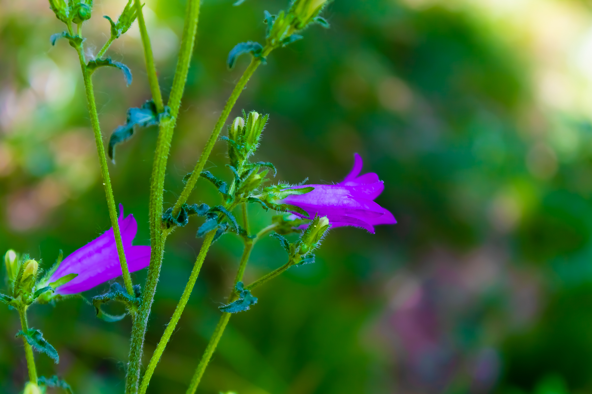 ISO 200, 55mm, f/5.6, 1/80sec