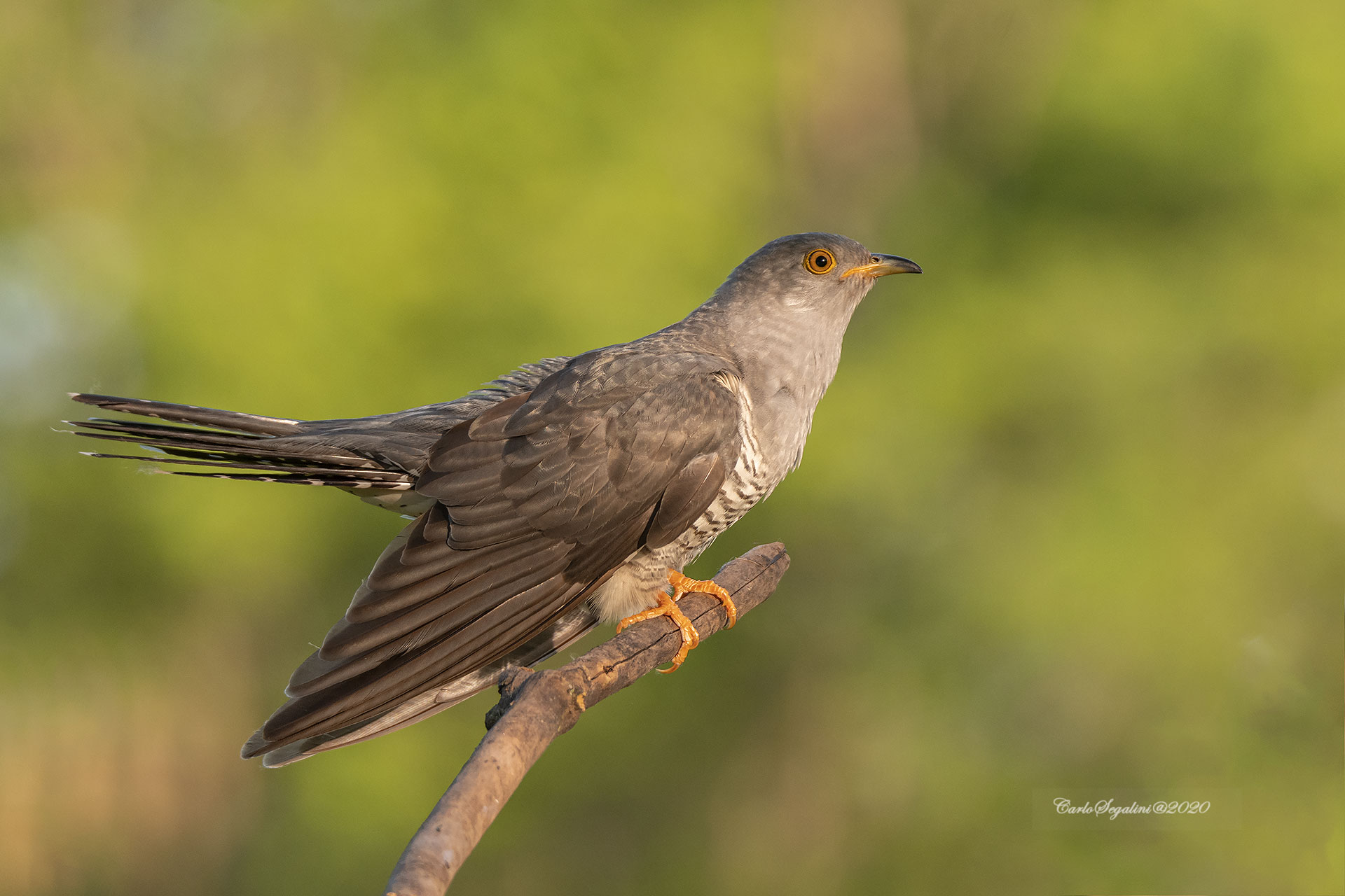 Cuckoo (Cuculus canorus)