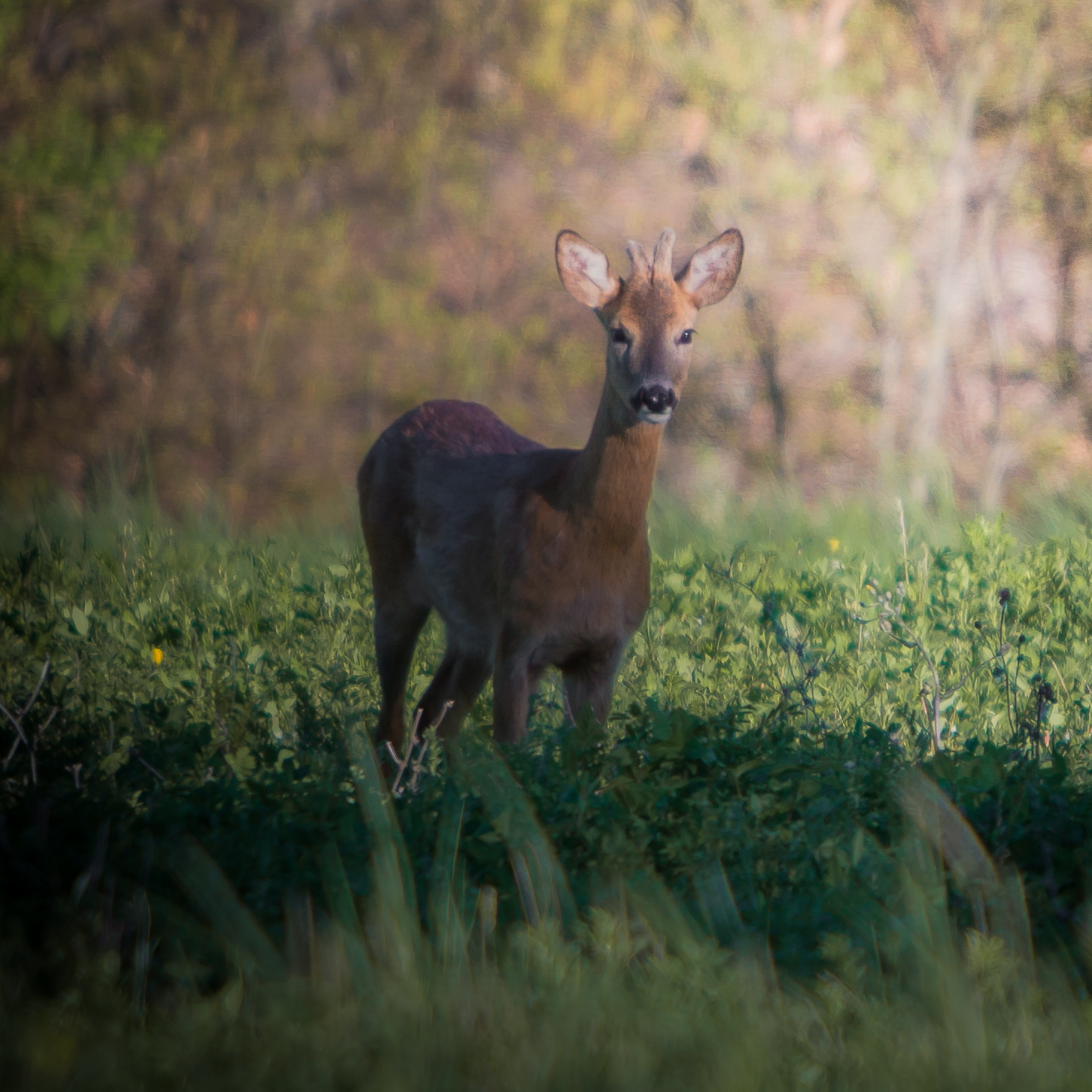capriolo primo scatto