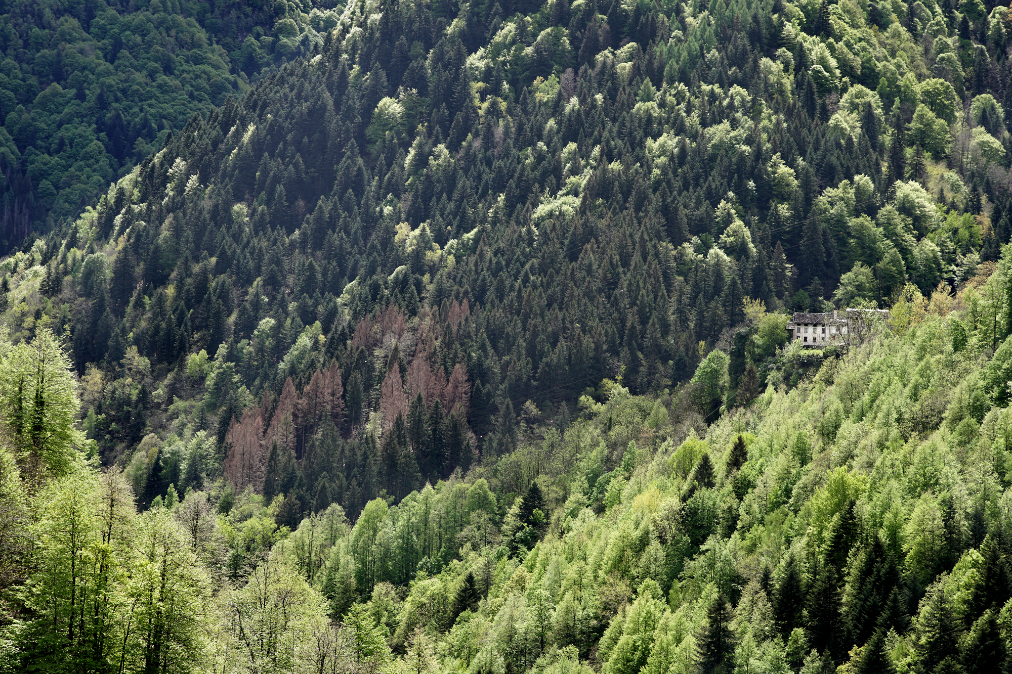 The House in the Wild