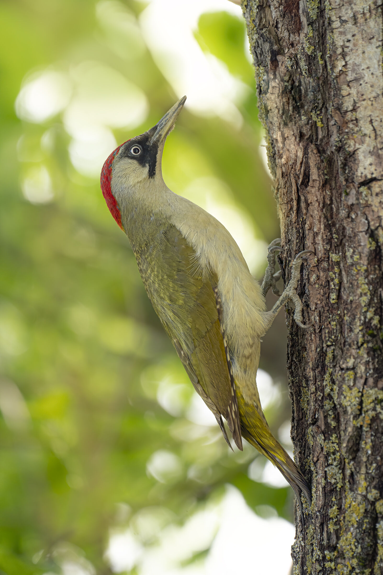 female green woodpecker