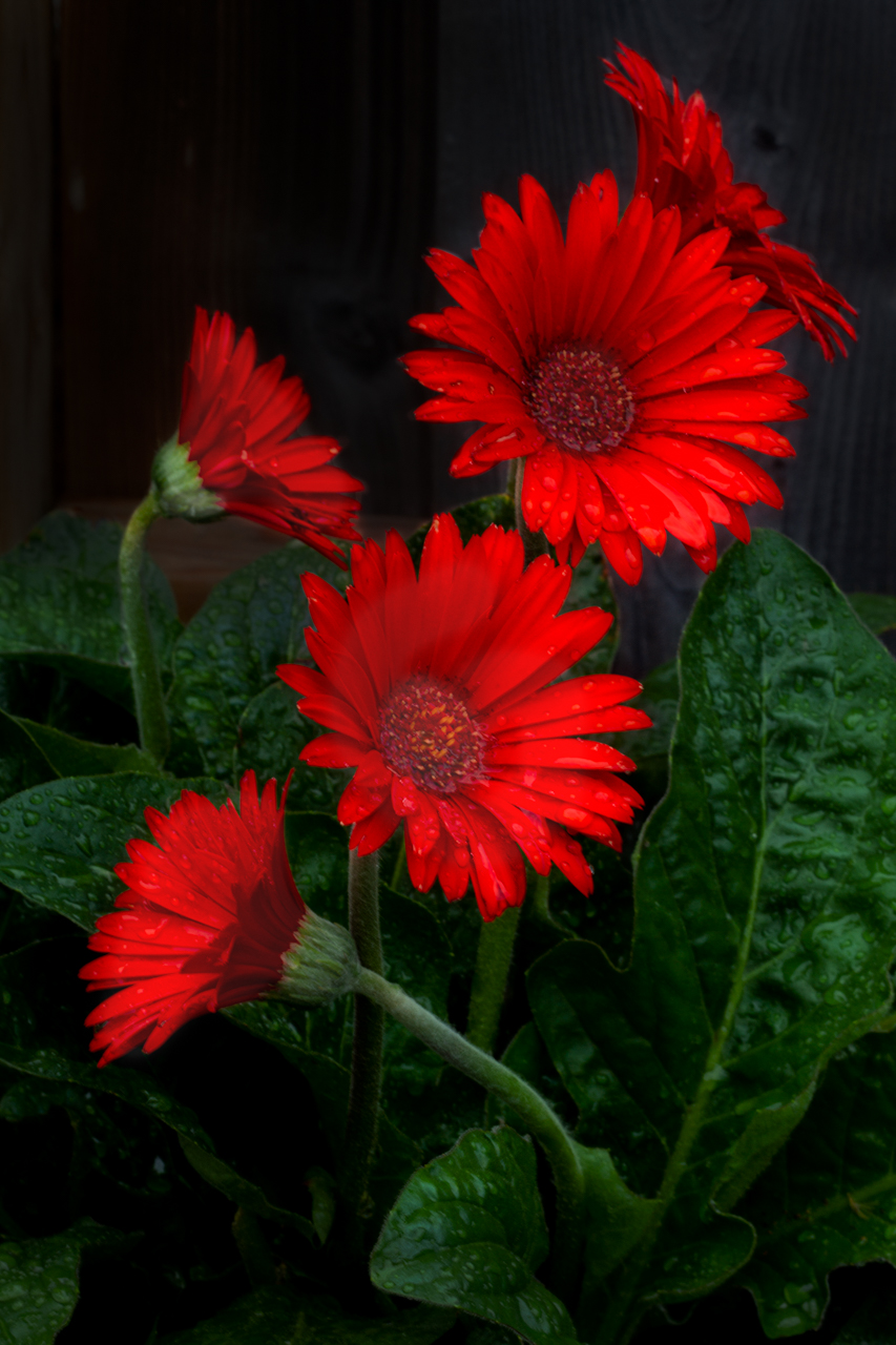Gerbera Margherita