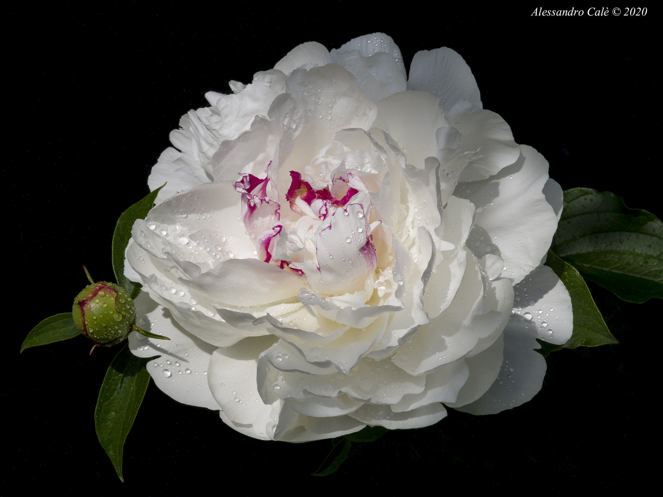 Peonia 5603