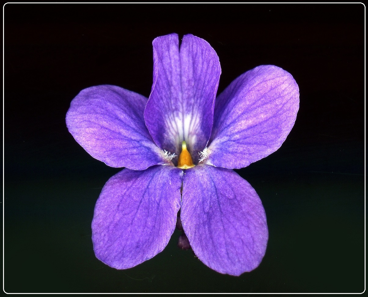Viola odorata