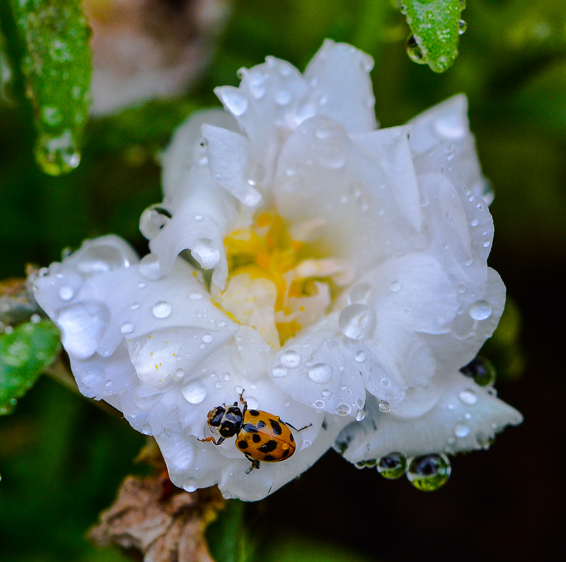 The ladybug