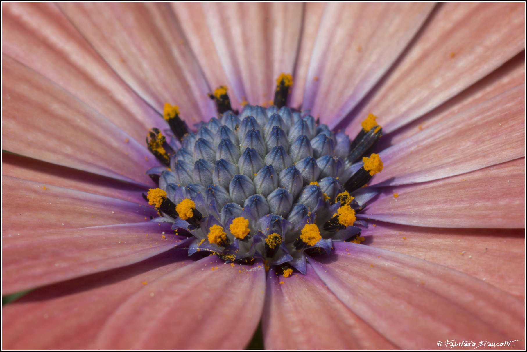 The flower inside the flower