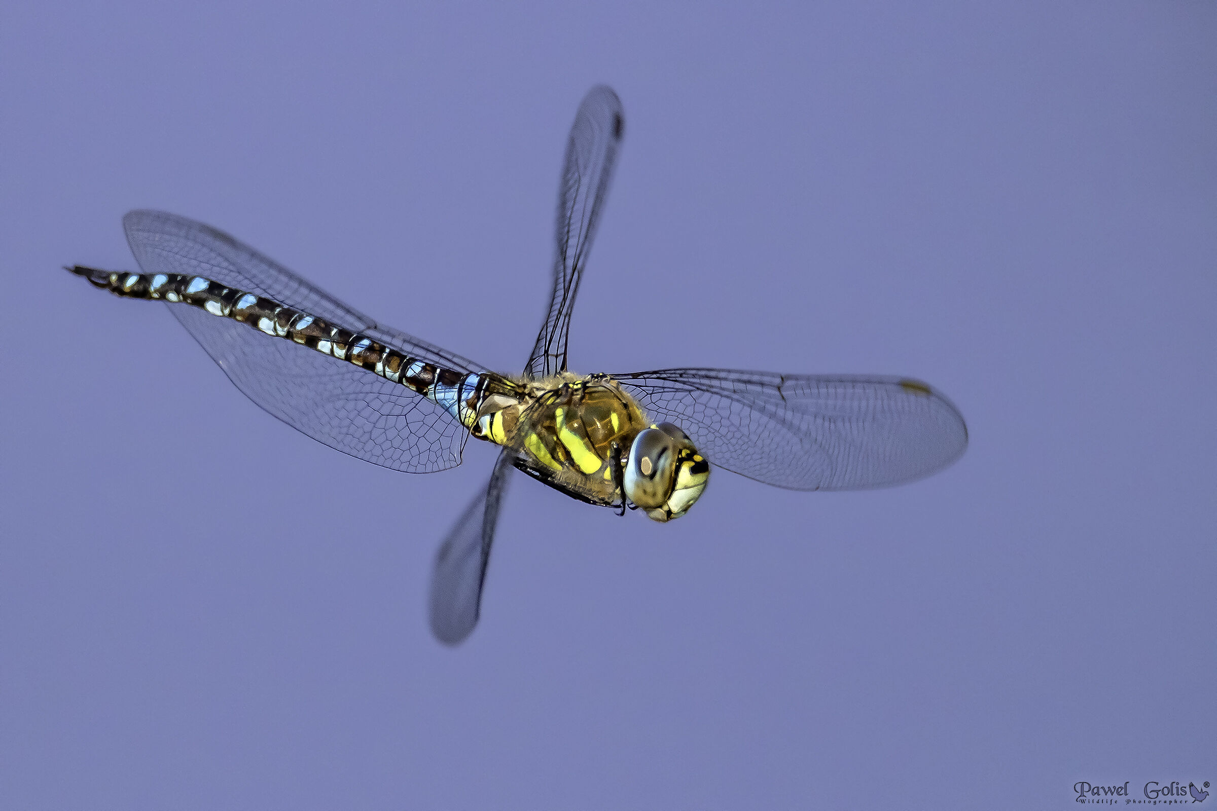 Migrant hawker (Aeshna mixta)