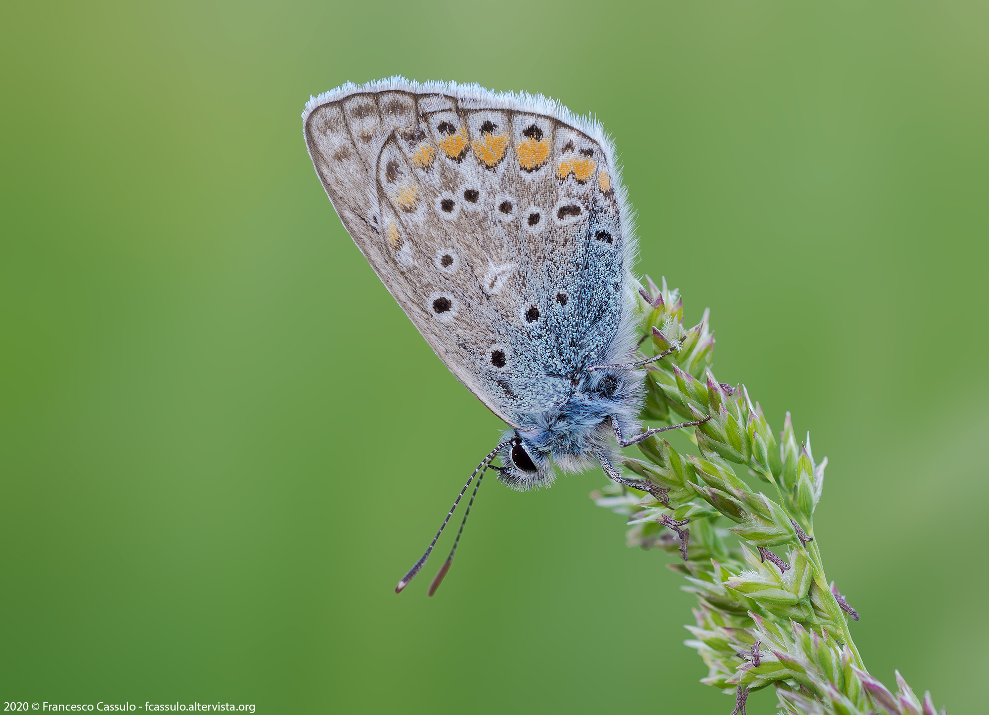 Aricia agestis (Denis & Schifferm-ller, 1775)