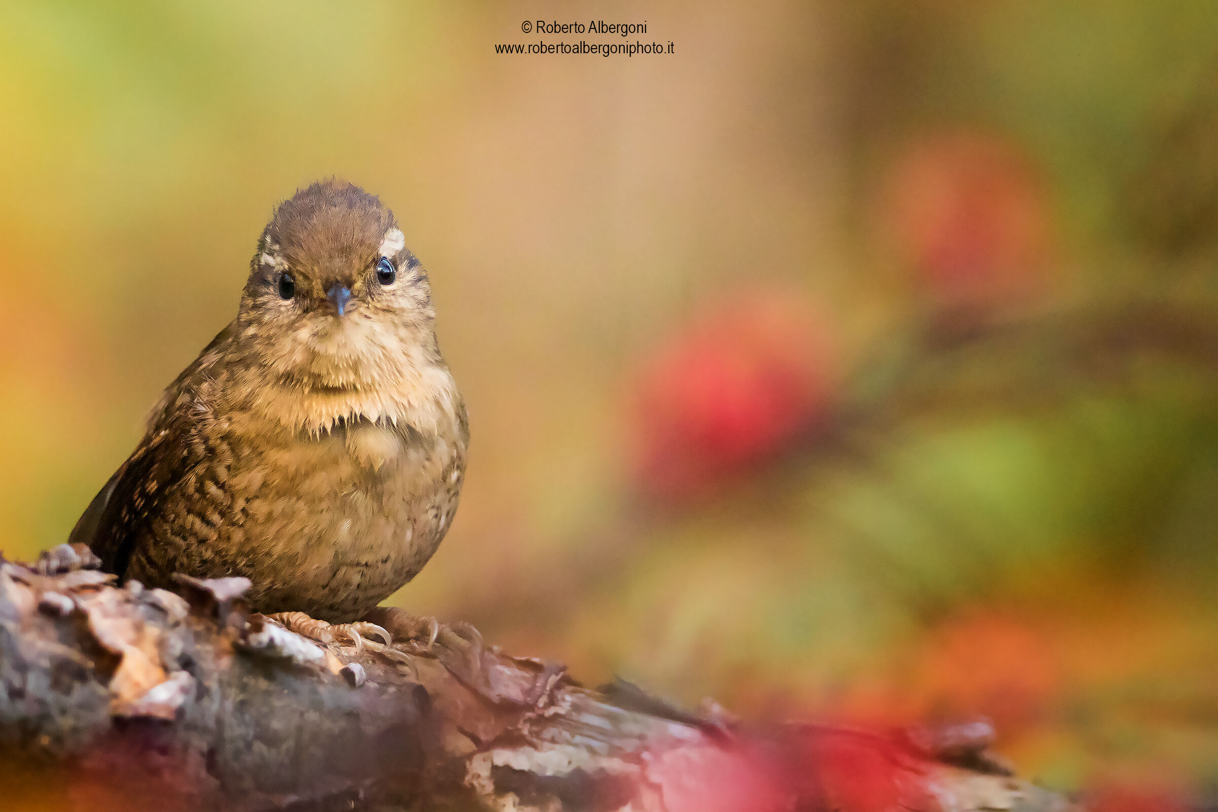 Scricciolo inzuppato