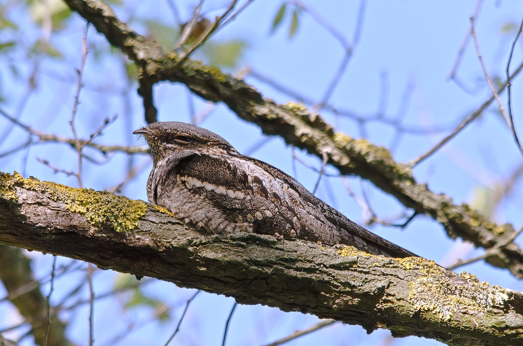 Succiacapre (Caprimulgus europaeus)