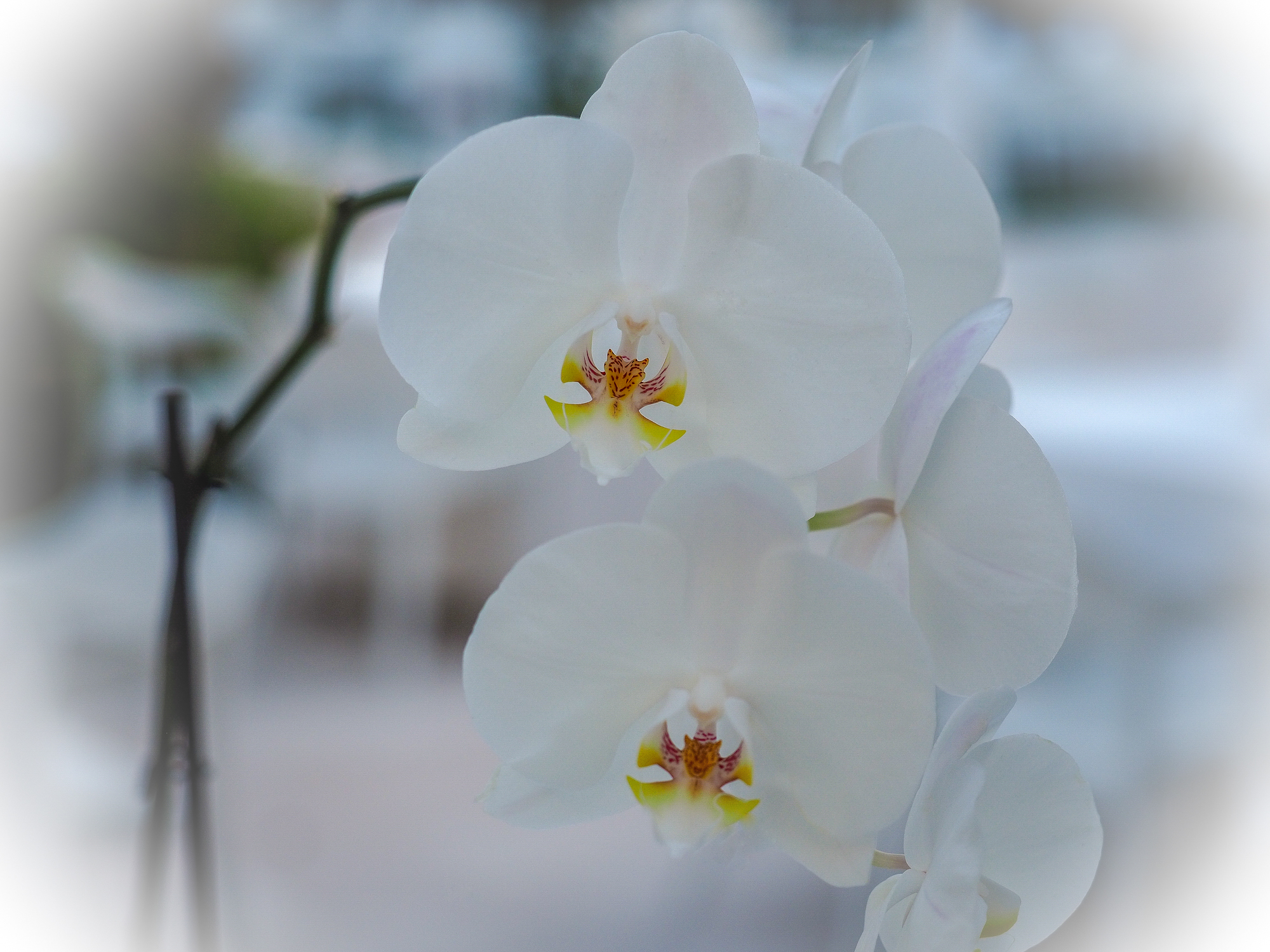 Simply Orchid
