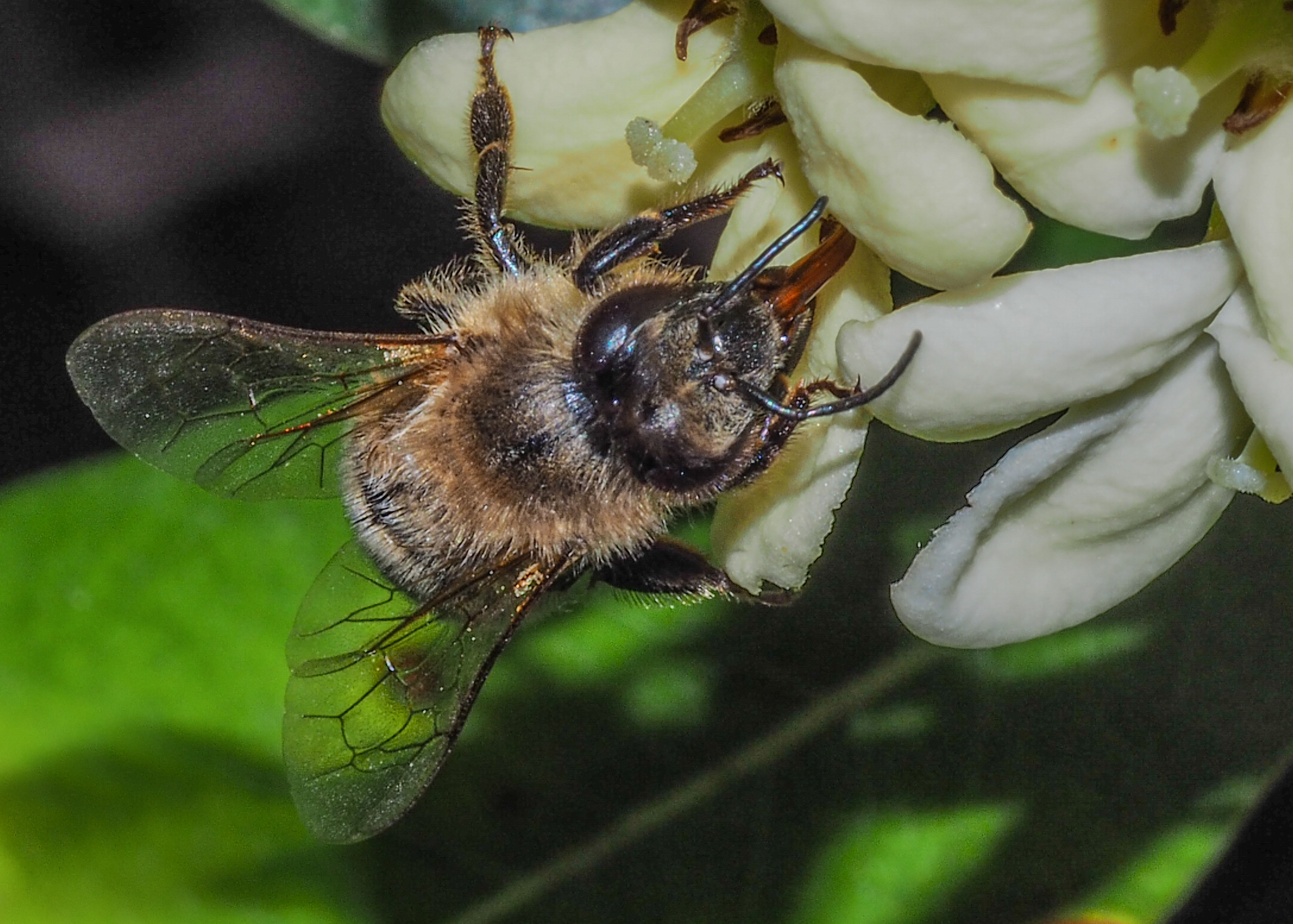 Libiam in the happy chalices...