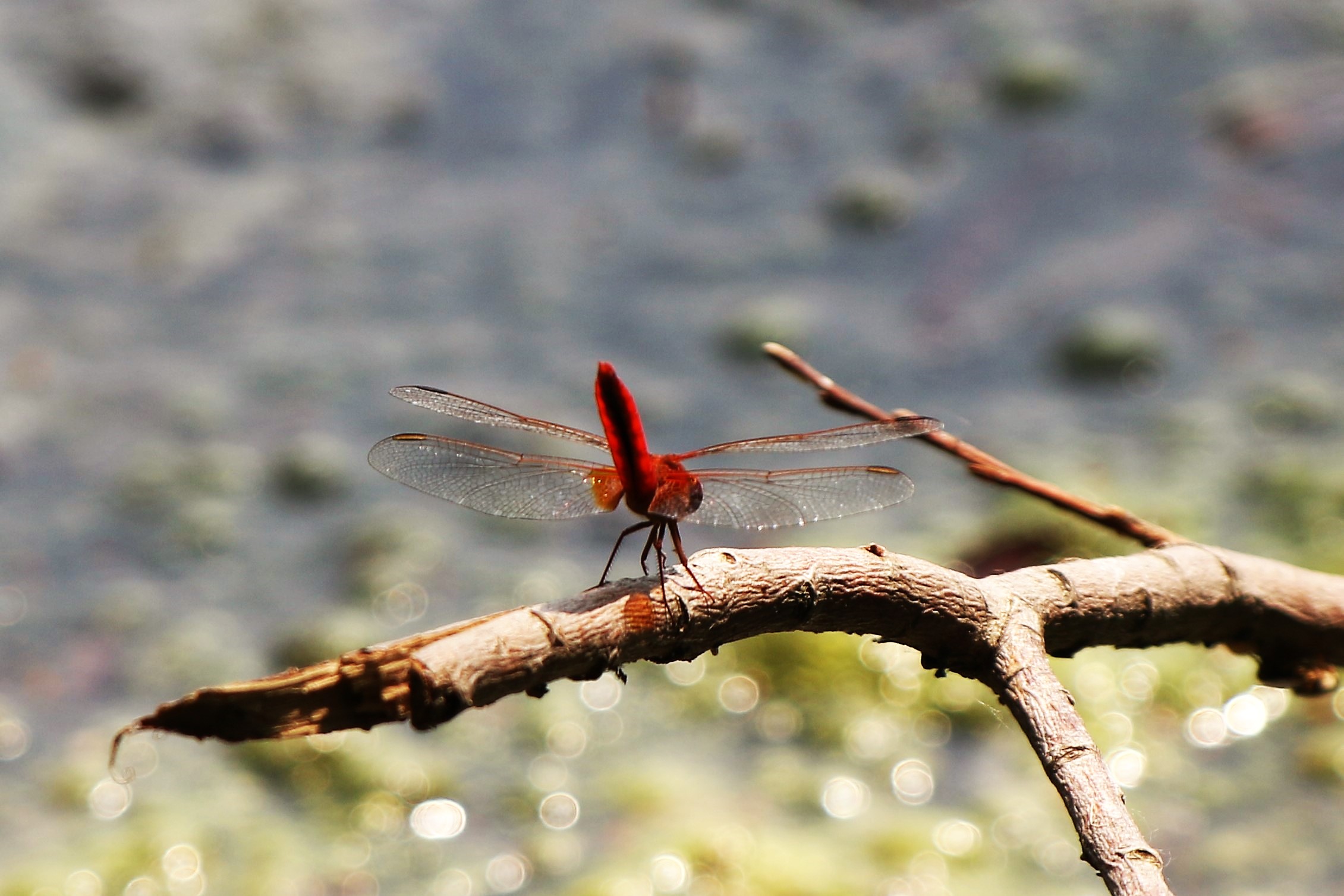 Dragonfly