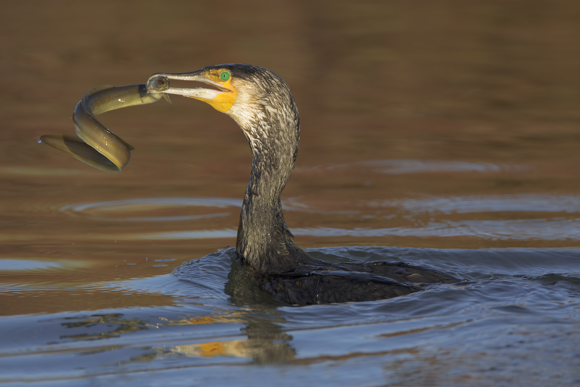 Cormorant with Anguilla