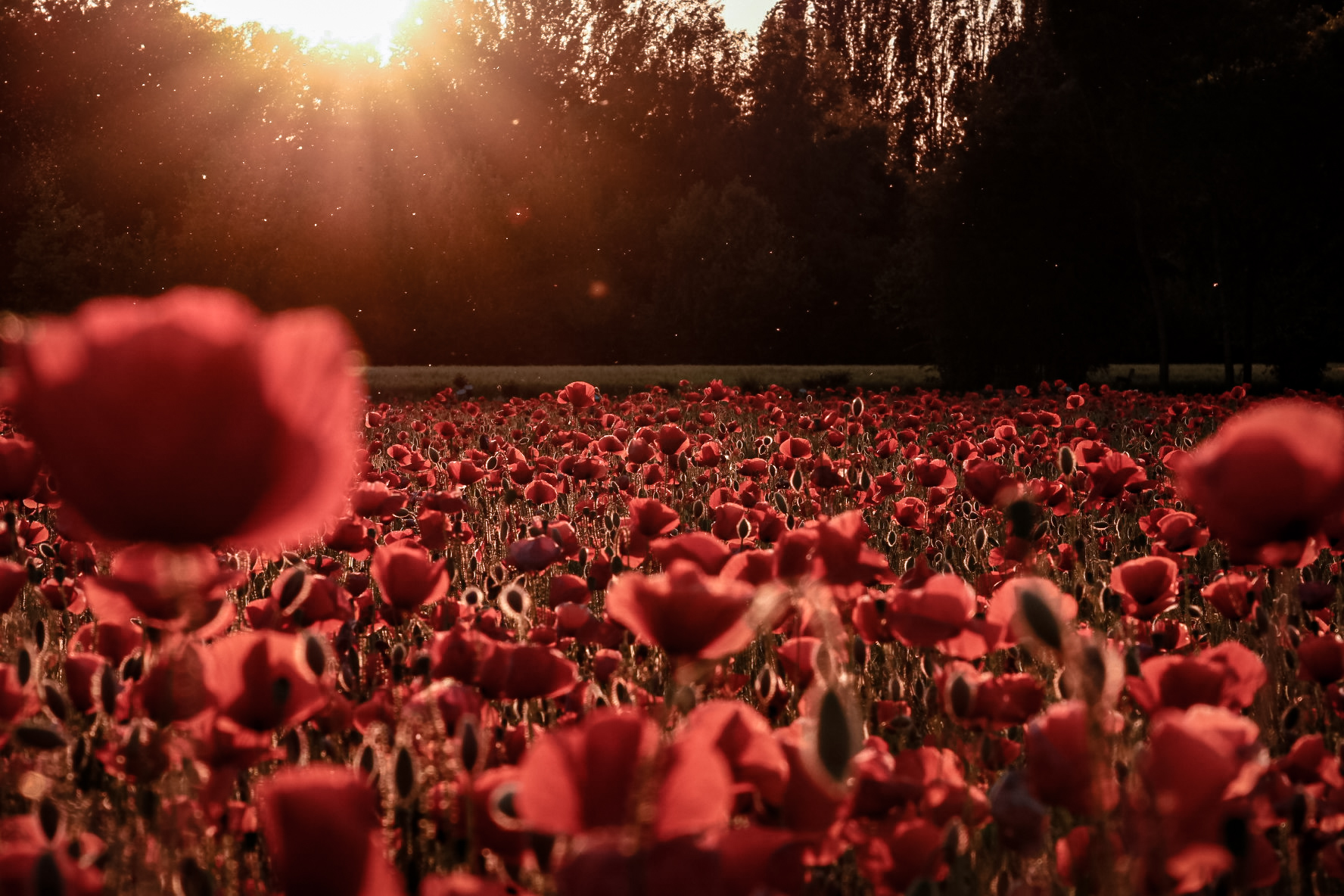 '..ma sono mille papaveri rossi'