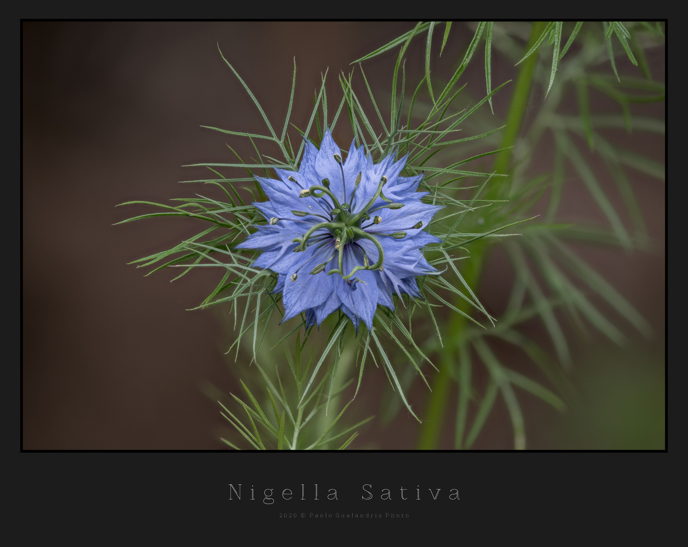 Nigella Sativa