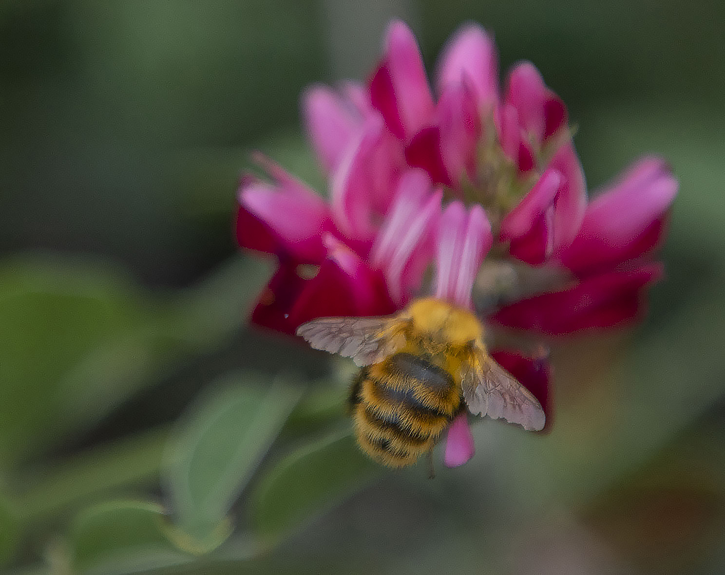 Pollinator bomb at work