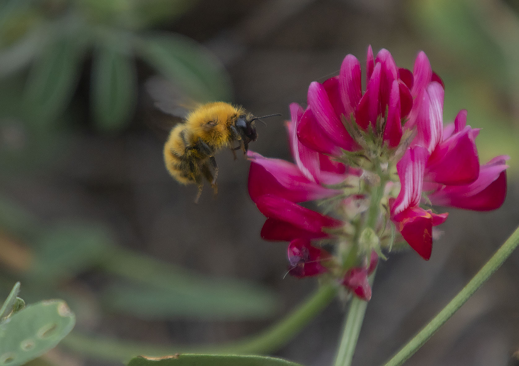 Pollinator bomb at work