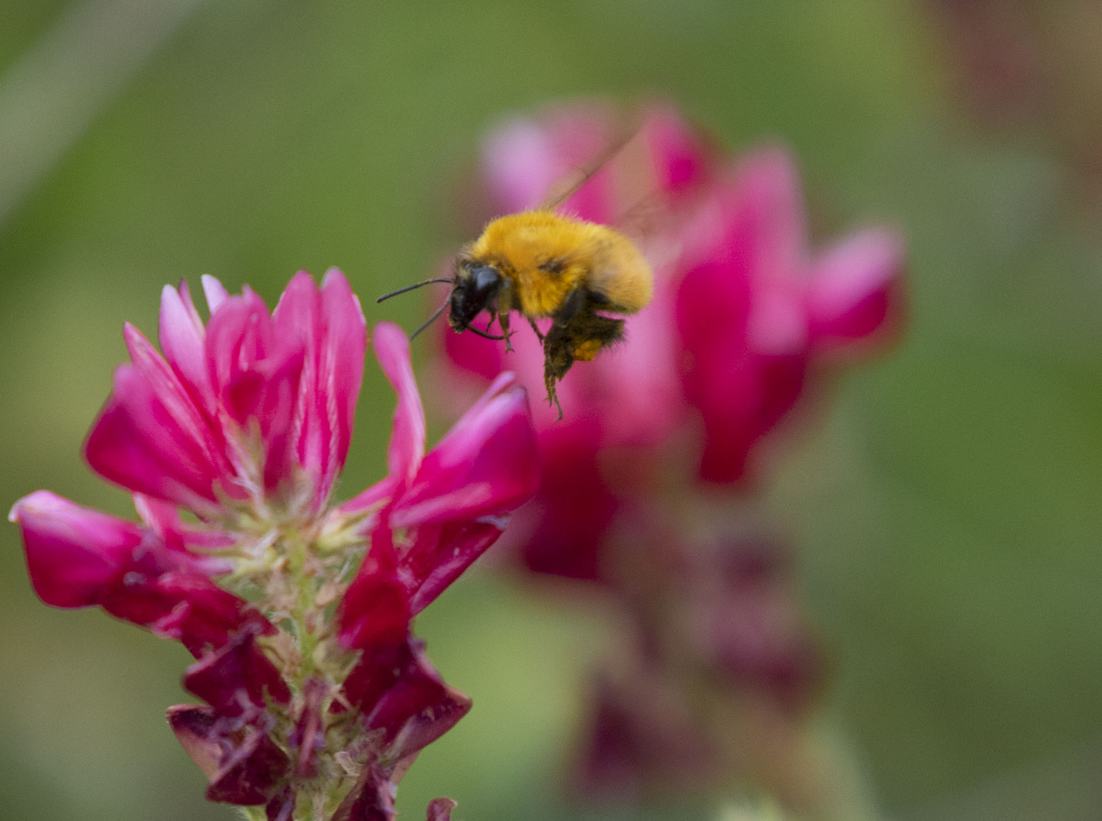 Pollinator bomb at work