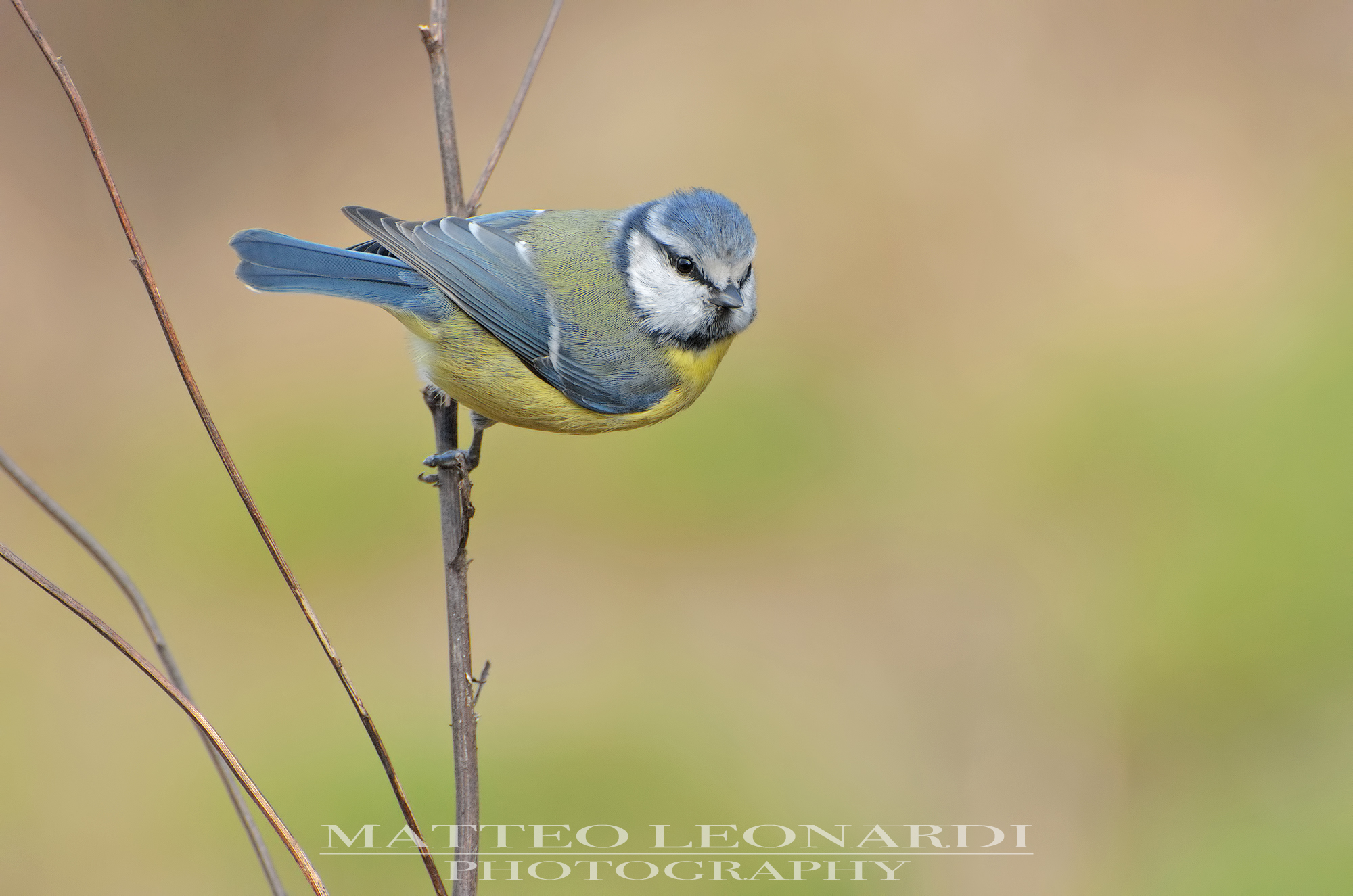 Cinciarella - Alpi Apuane