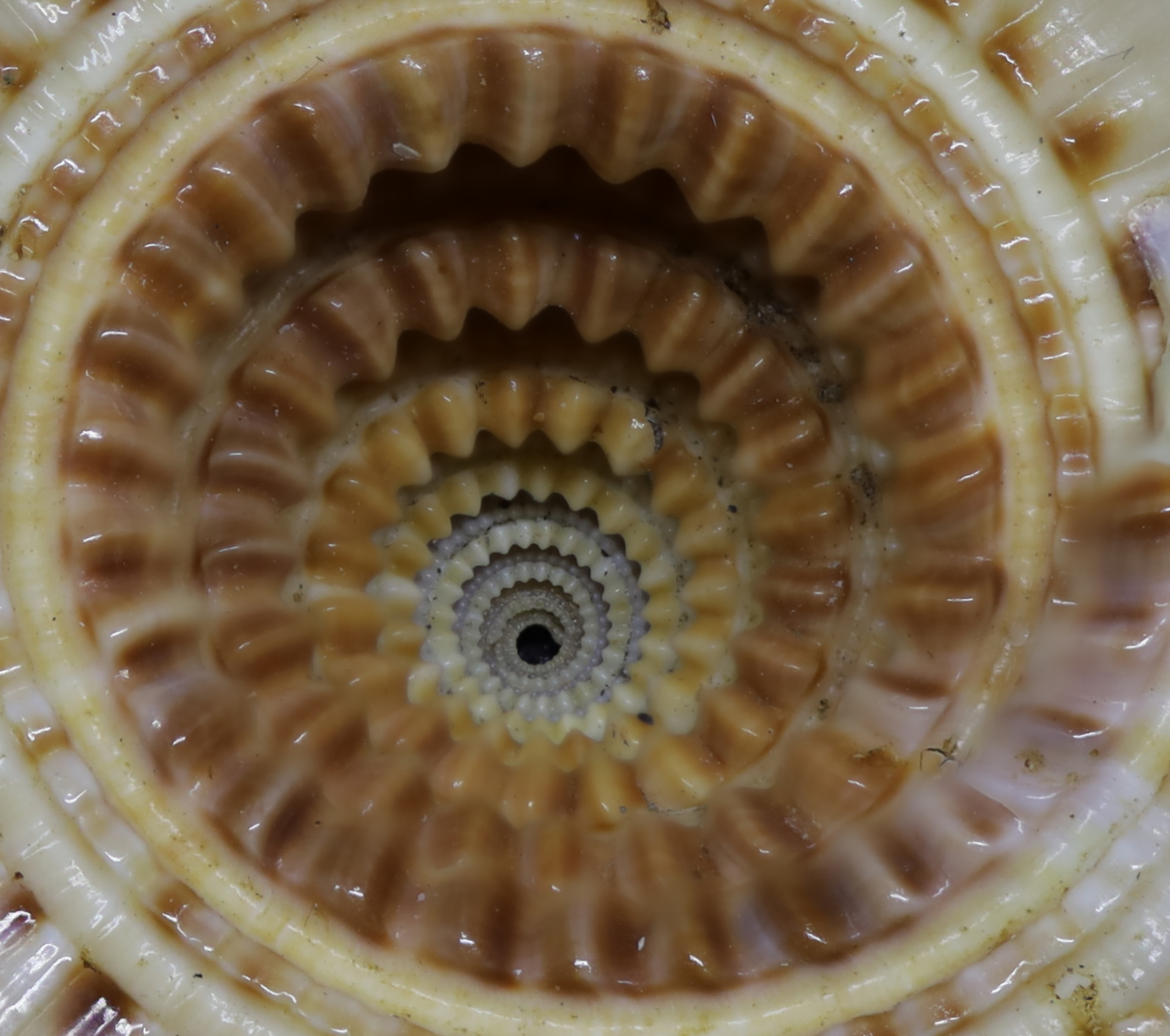 Spirale dentata