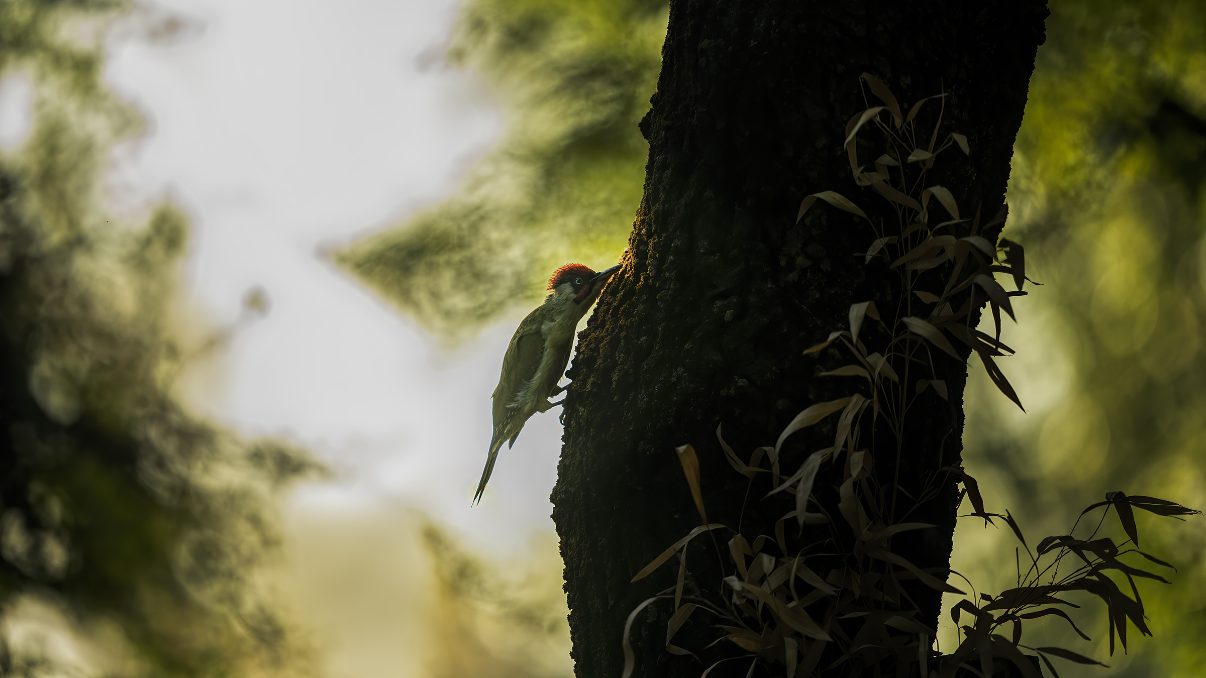 male green woodpecker hunting for ants