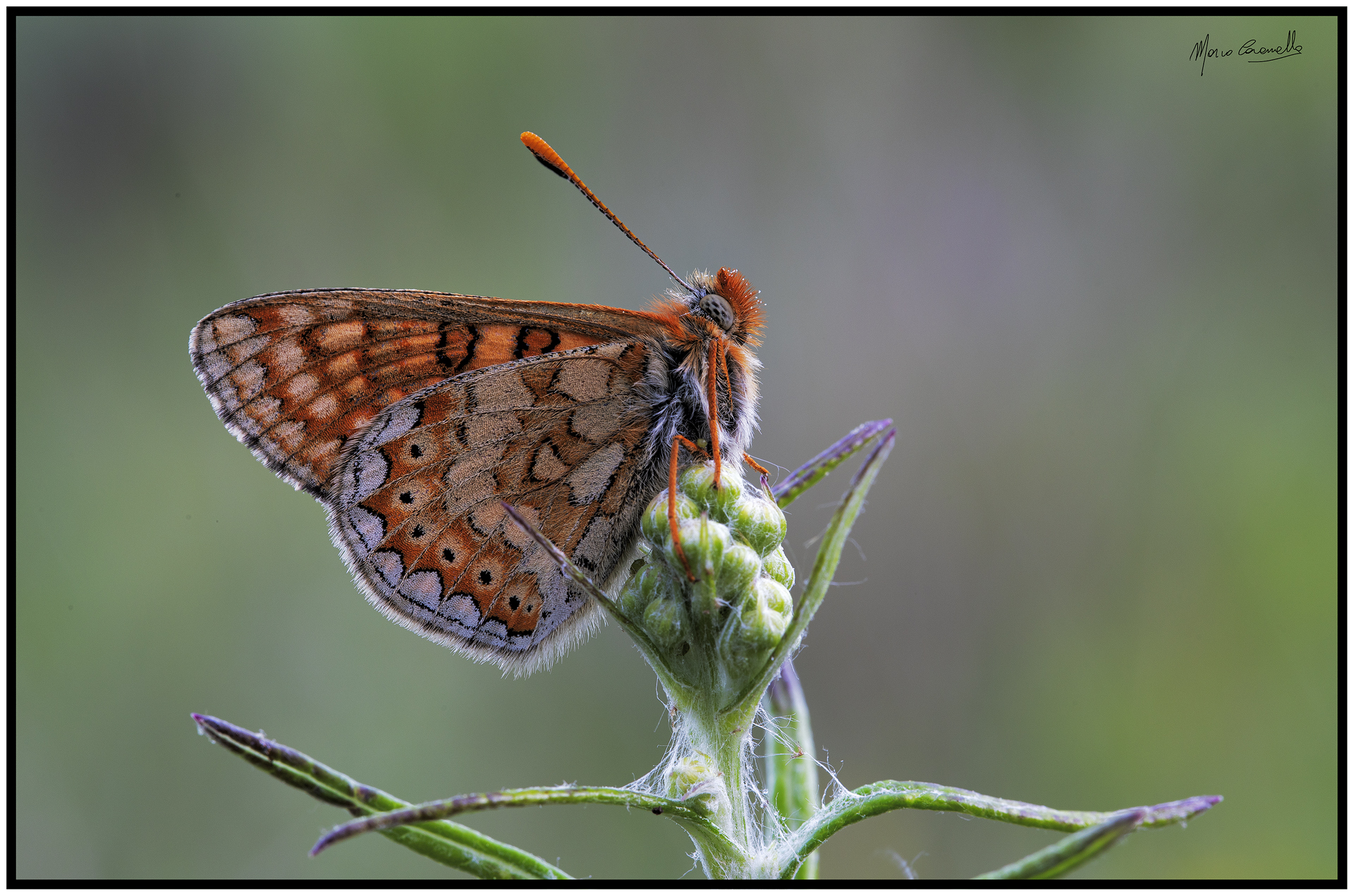 Euphydryas aurinia provincialis
