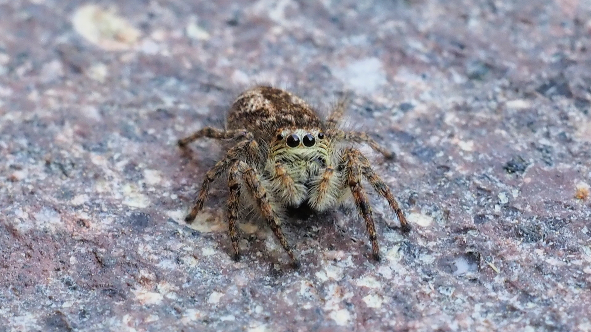 Prima Macro non Macro