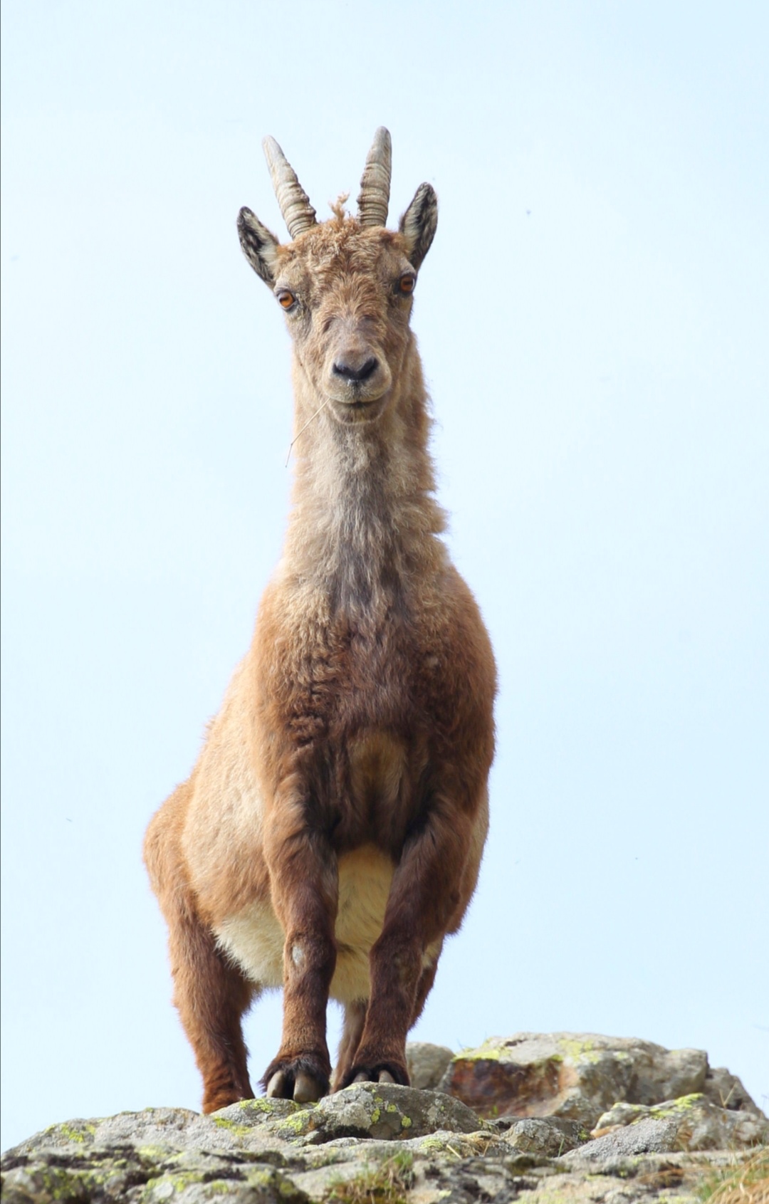 Young ibex