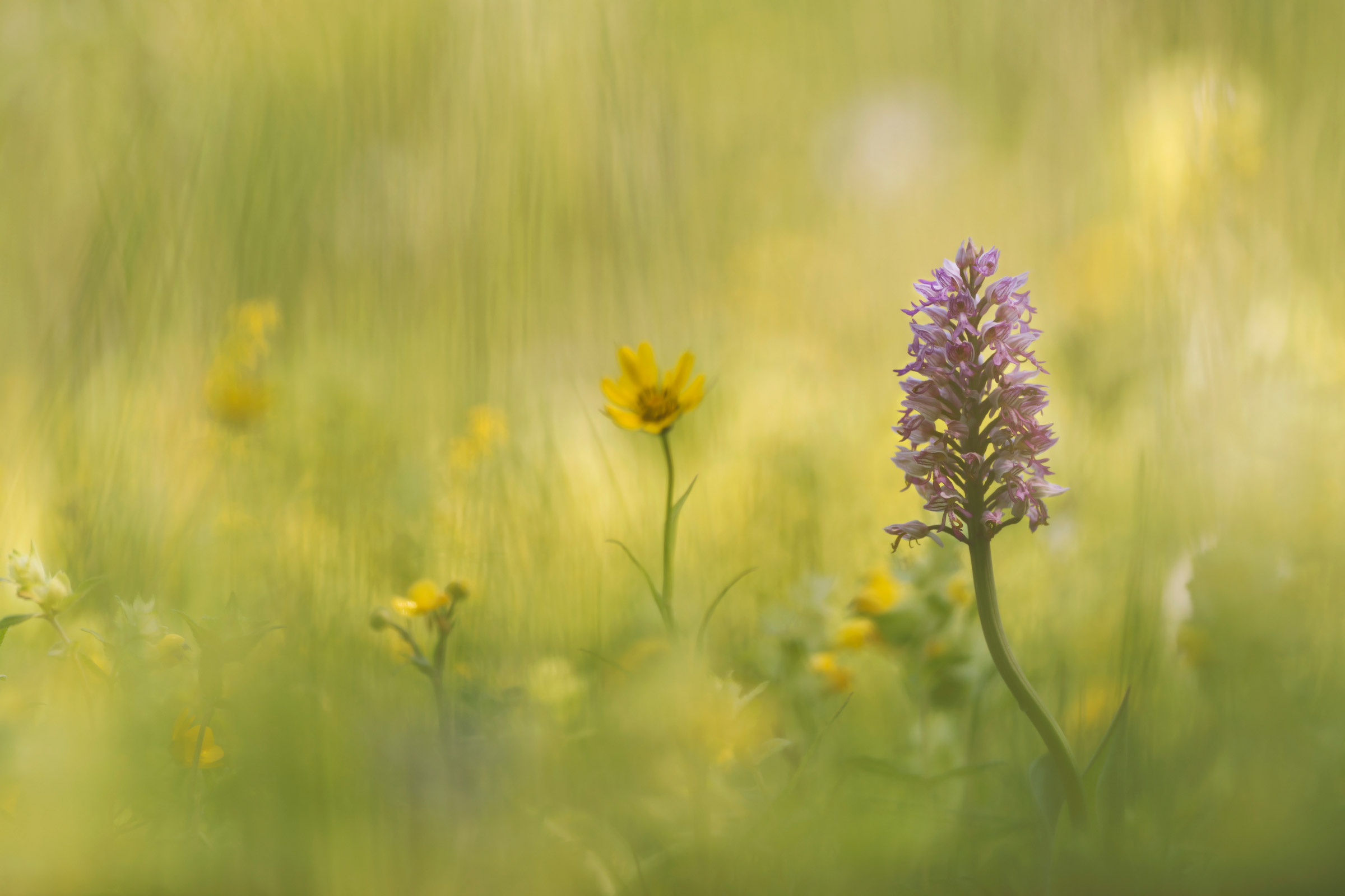 Soft light painting.