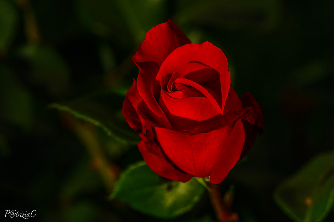 __ditelo con una rosa__