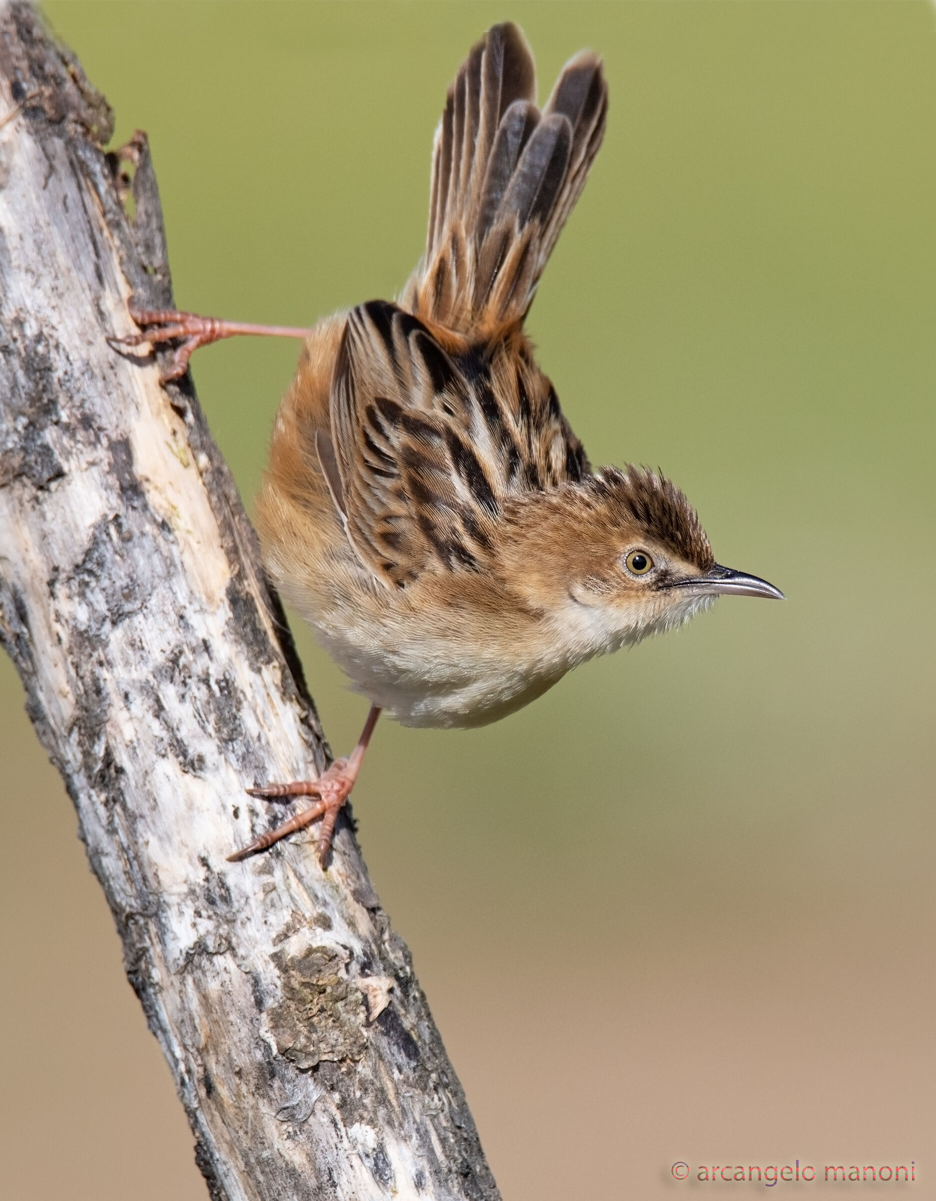 Cisticola juncidis