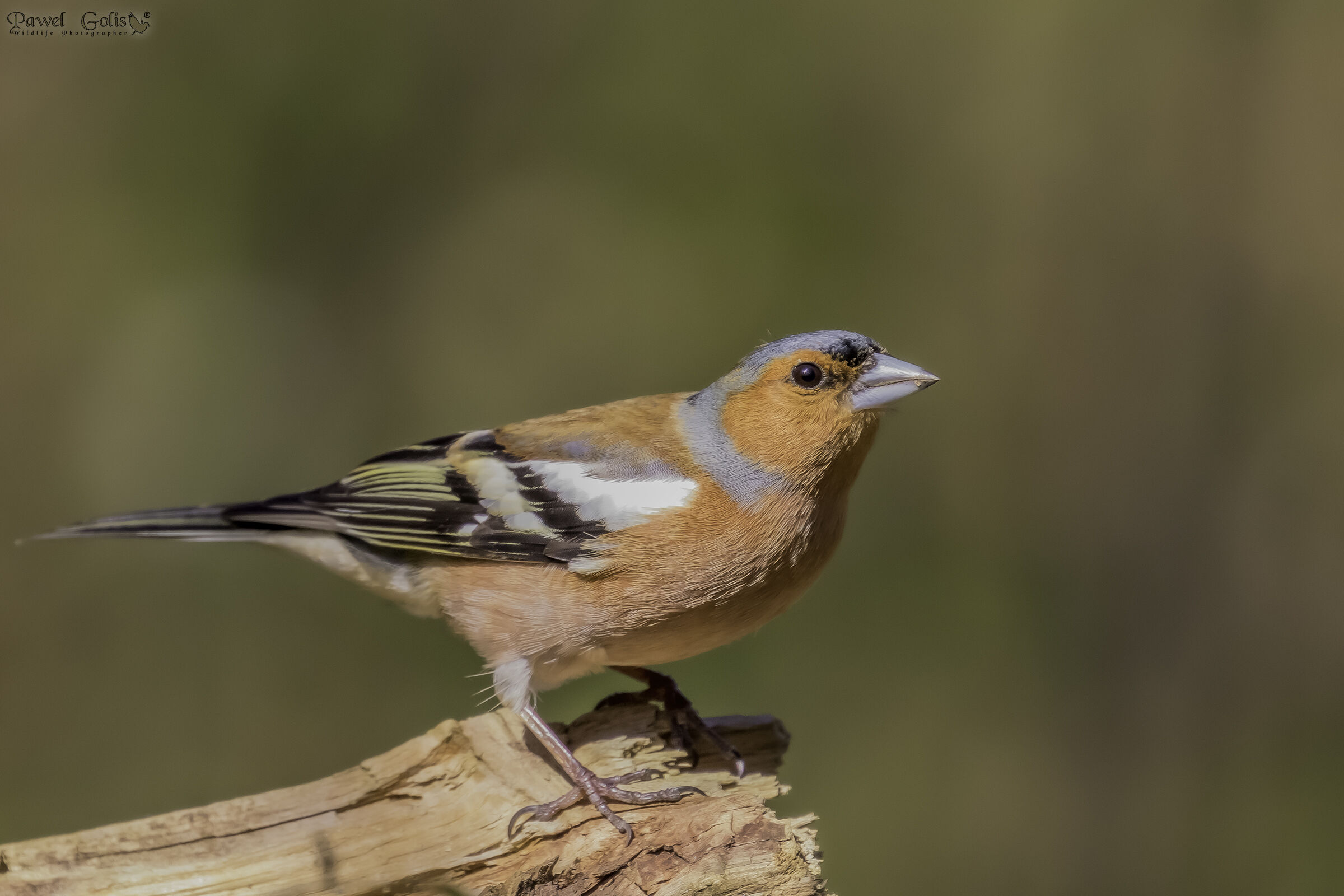 Chaffinch comune (Fringilla coelebs)