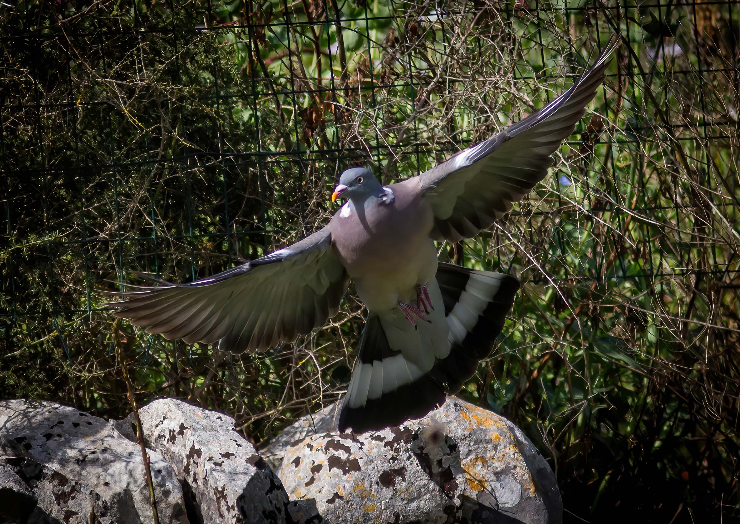 The wings of freedom