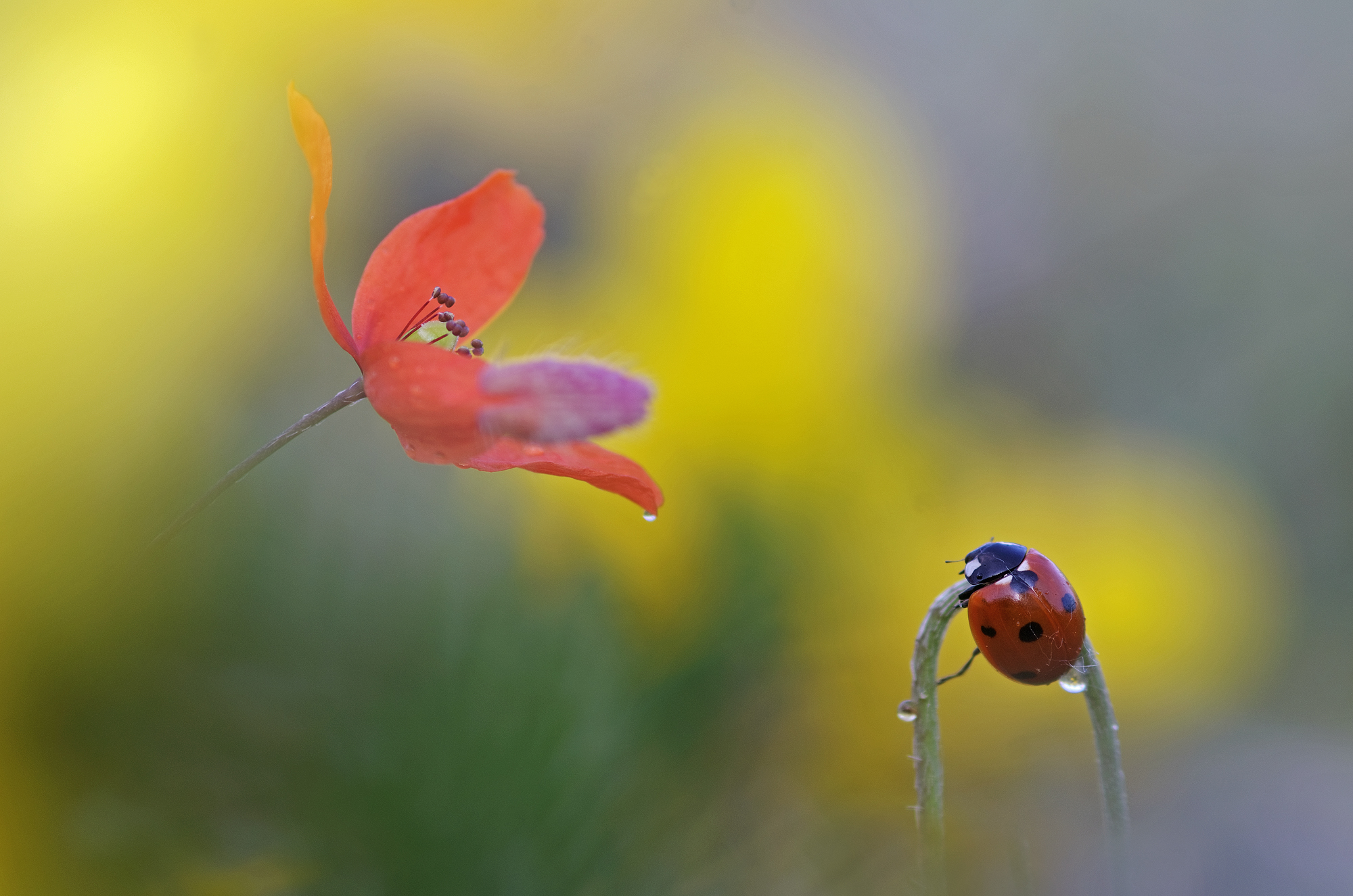 Between poppies and brooms