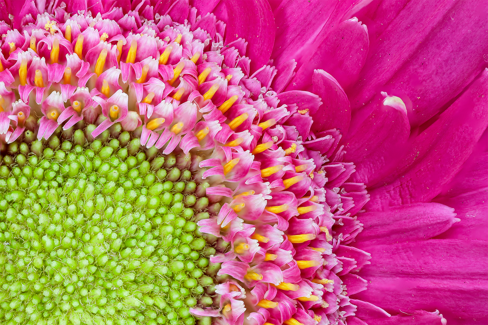 Gerbera