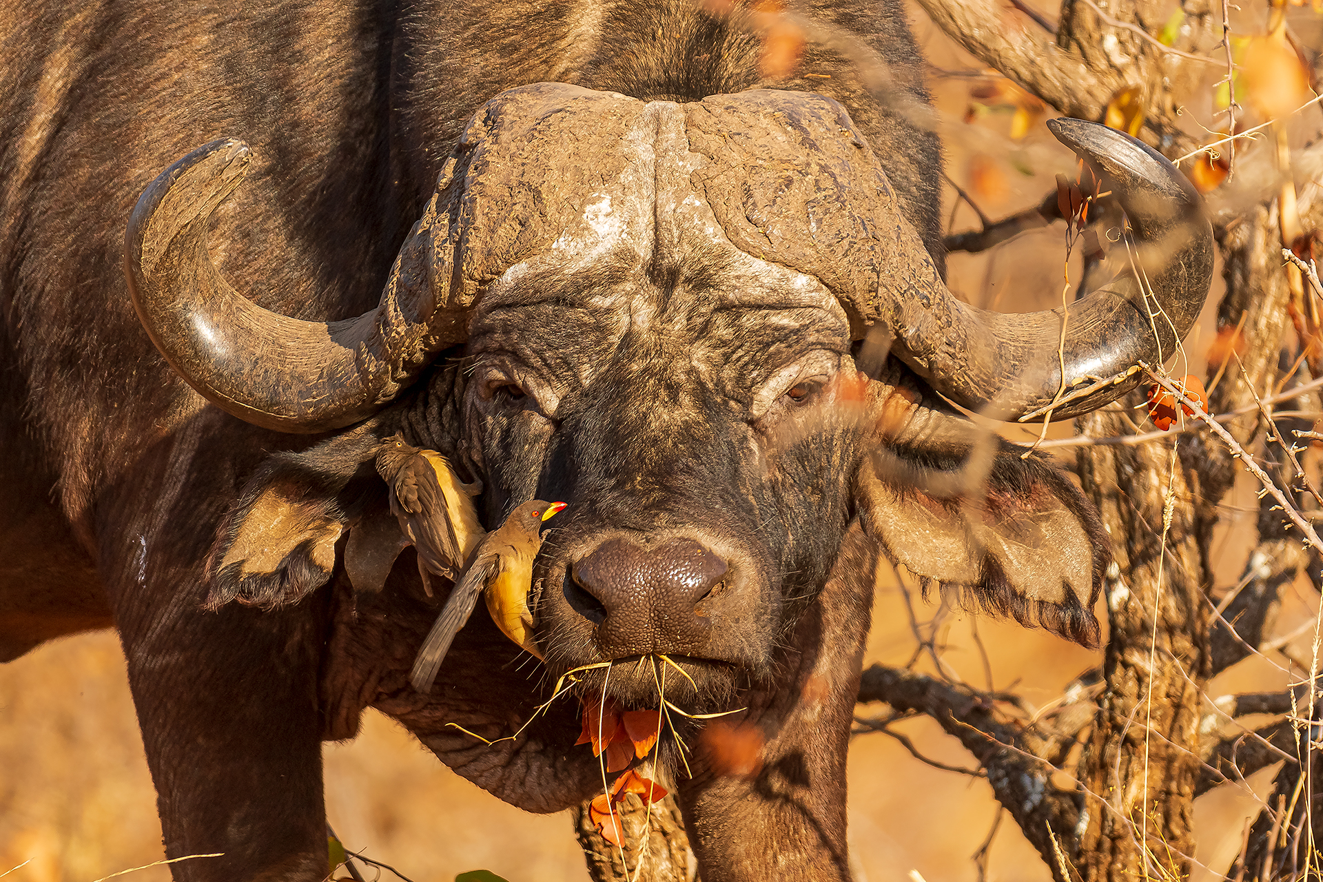 Buffalo & Friends