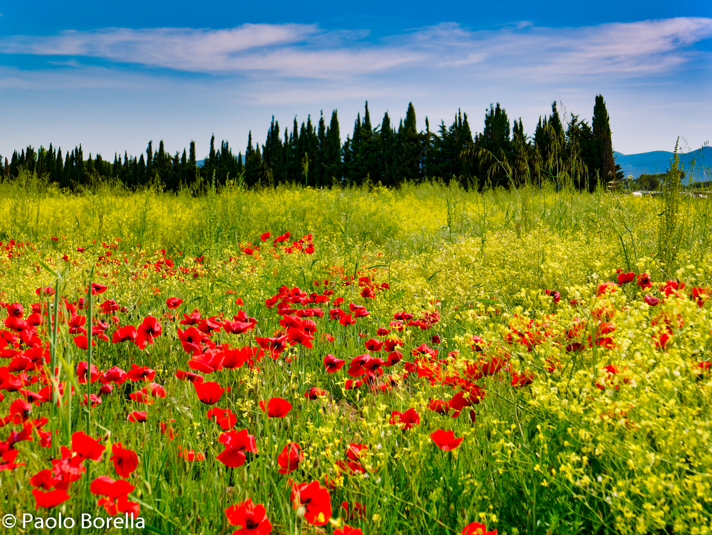 Field of Poppies in Castagneto Carducci