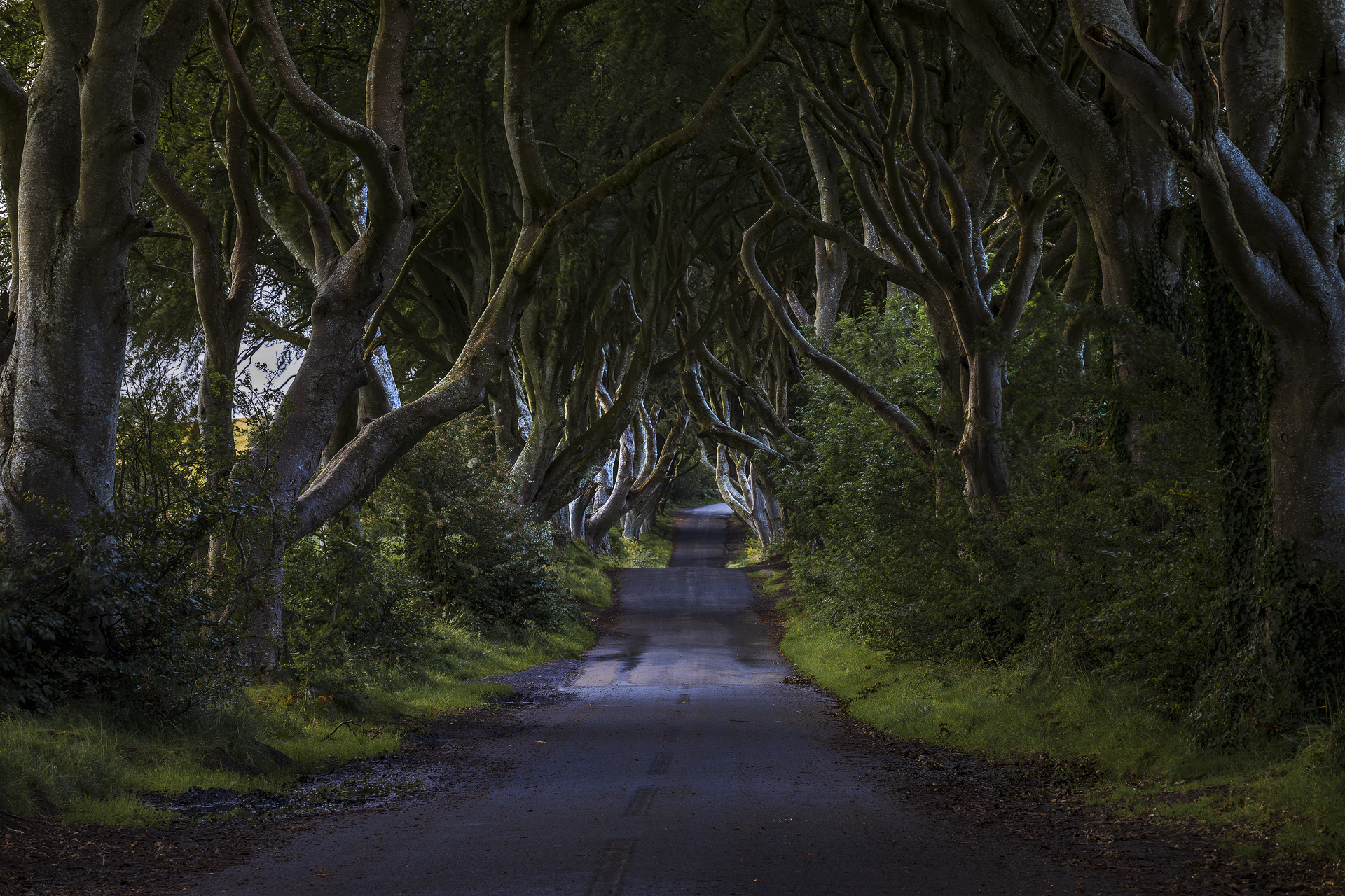 The Dark Hedges