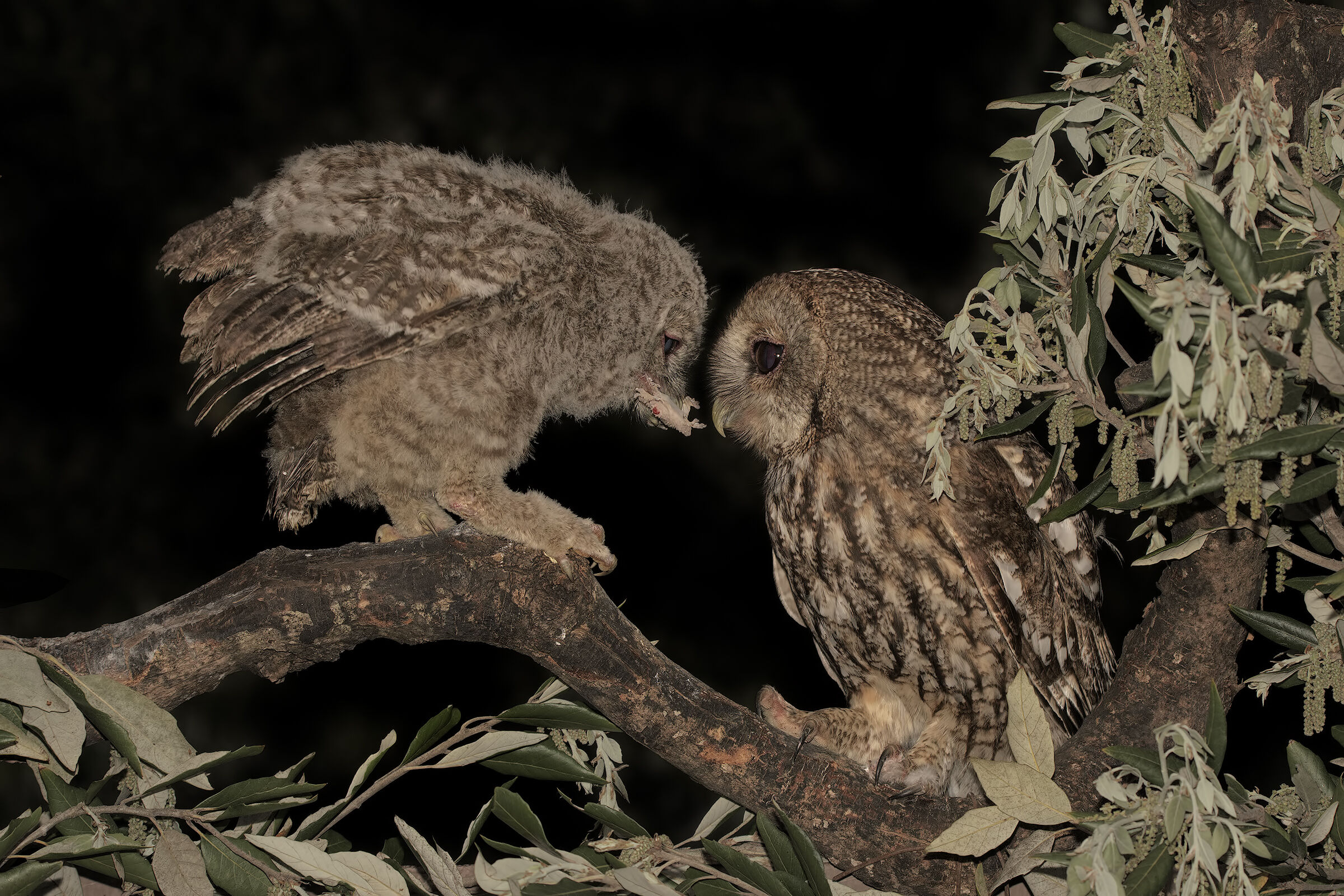 Come ti guarda la Mamma....