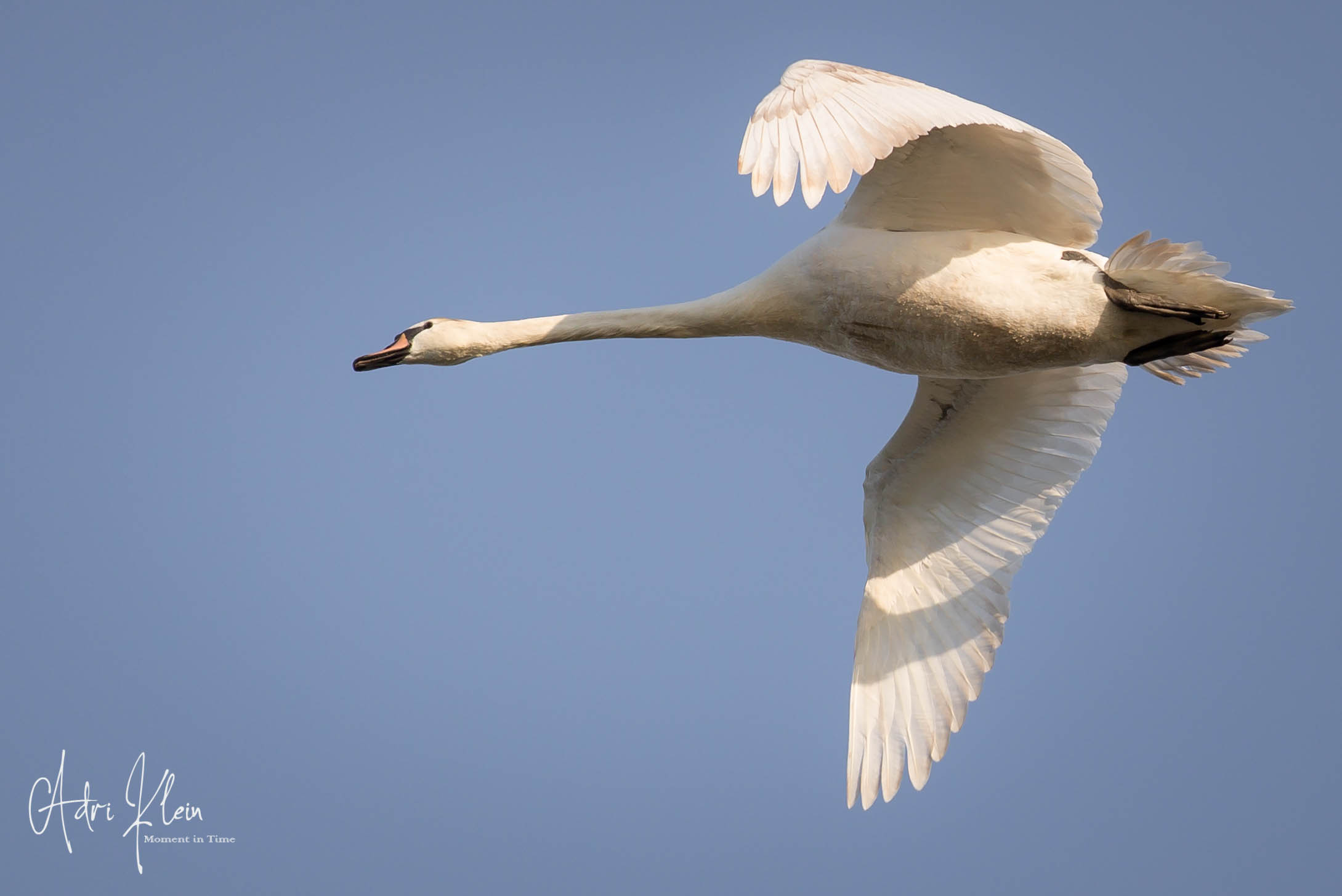 Swan