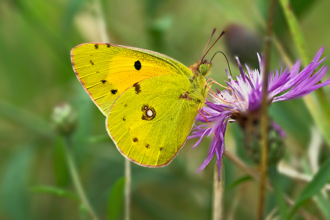 colias crocea